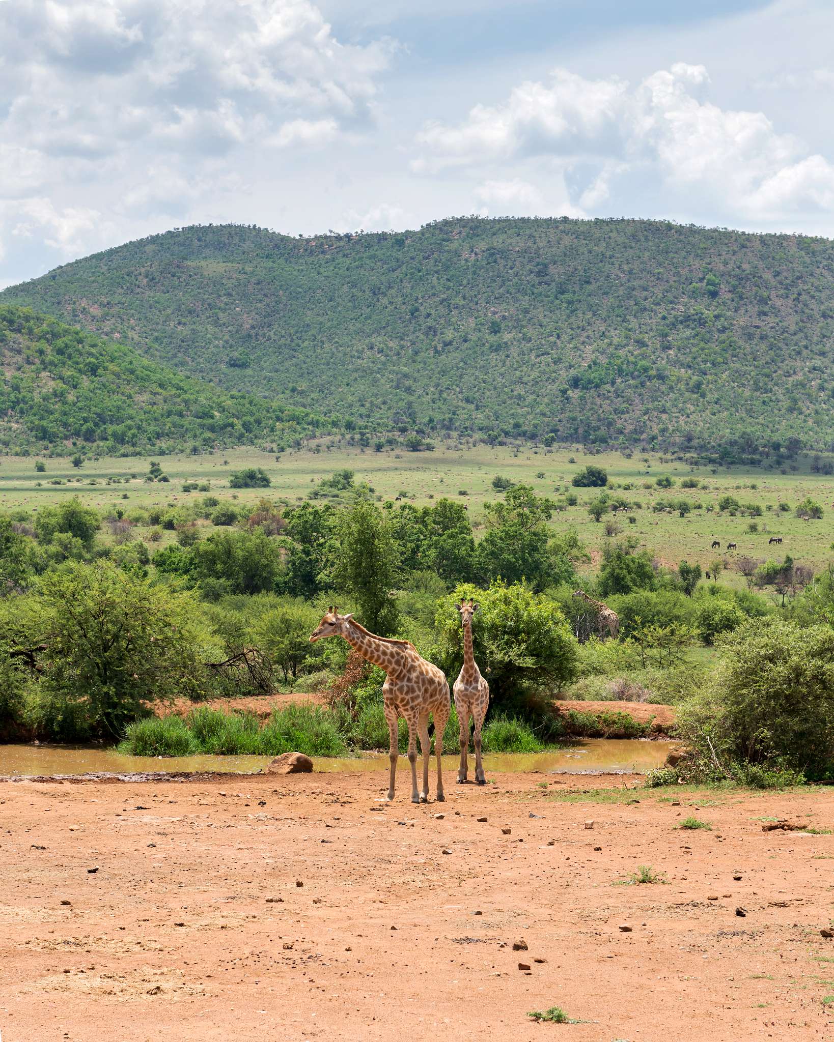 giraffes in south africa.