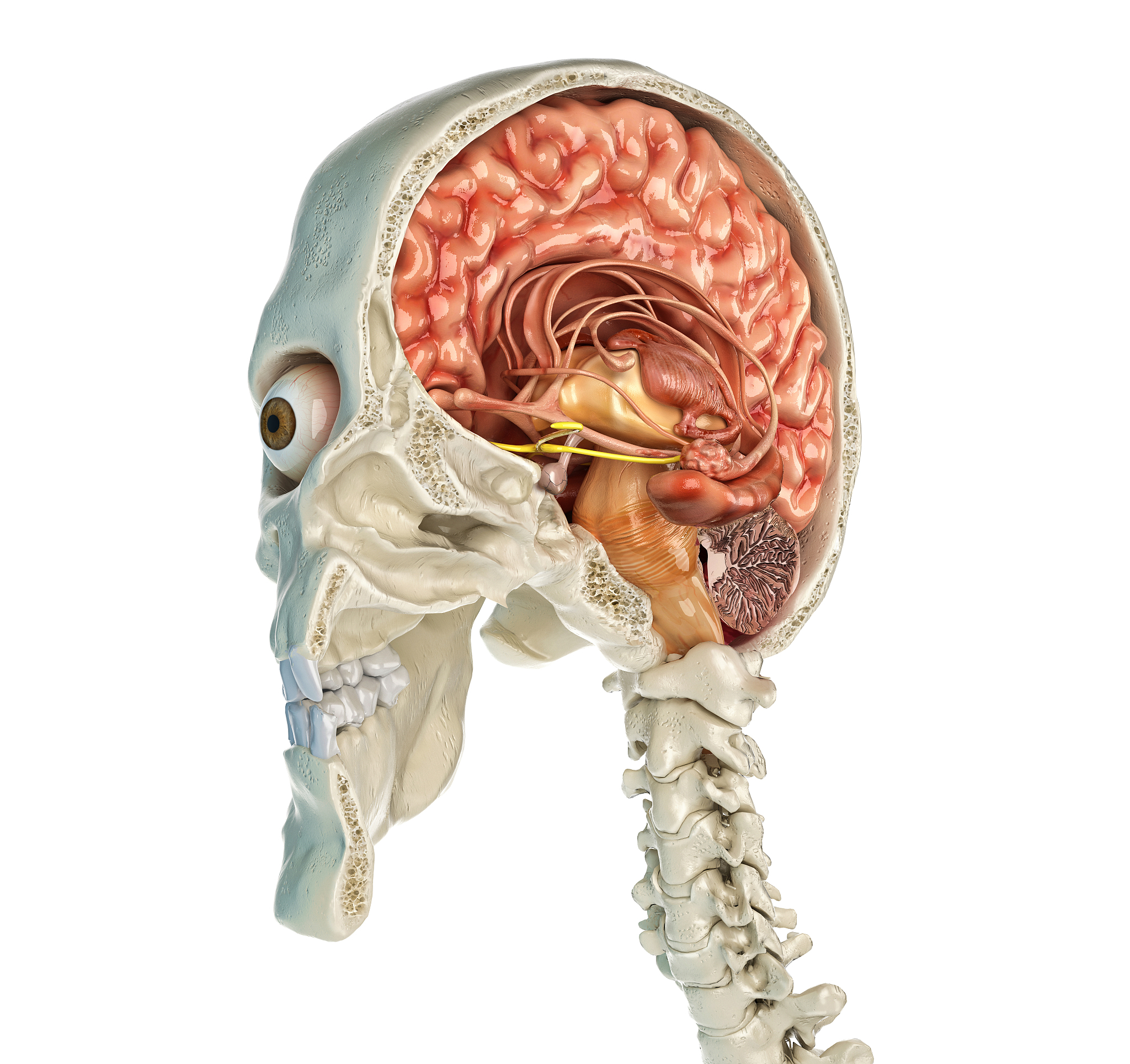 human skull cross-section with brain, illustration