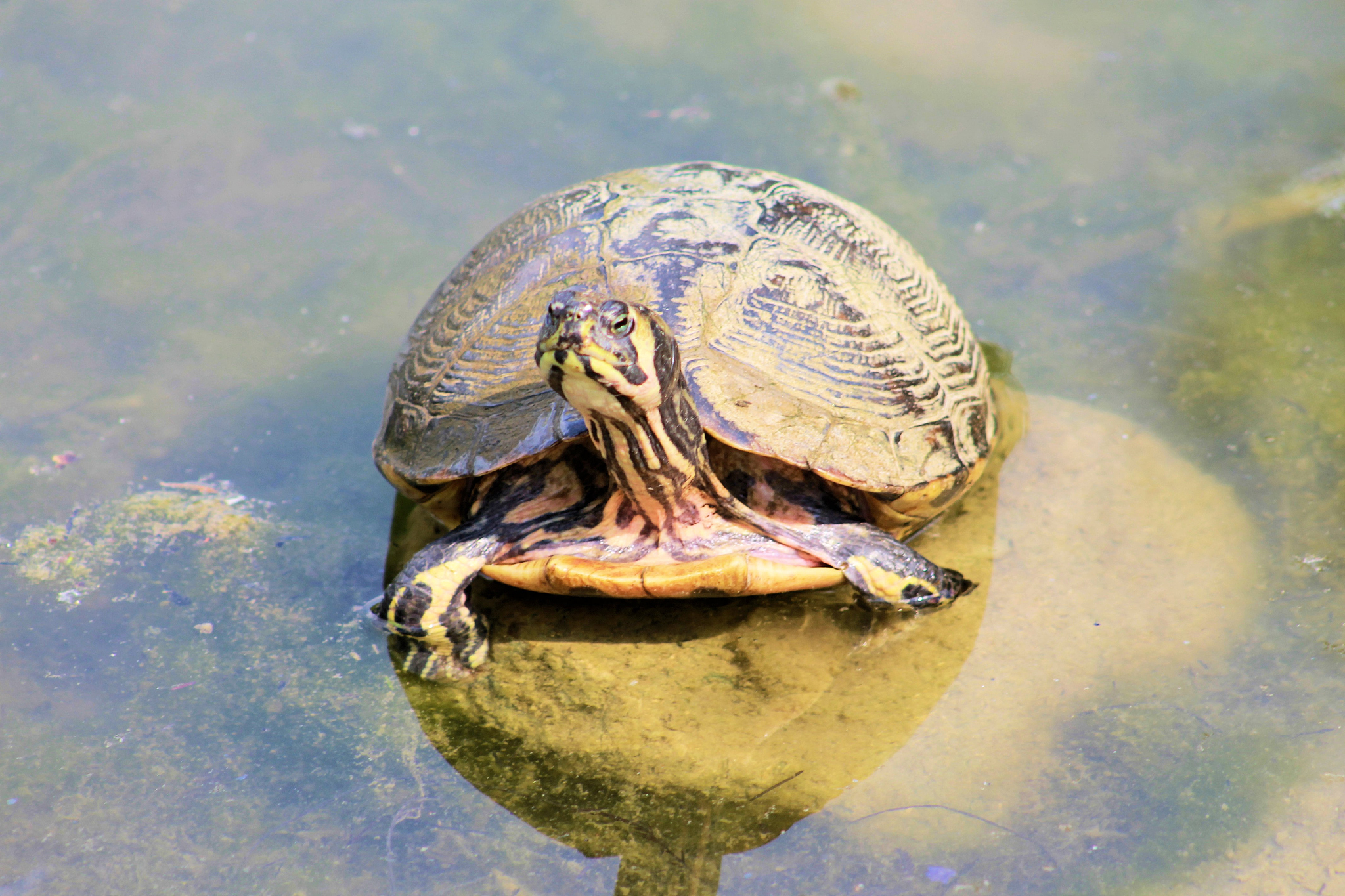 turtle