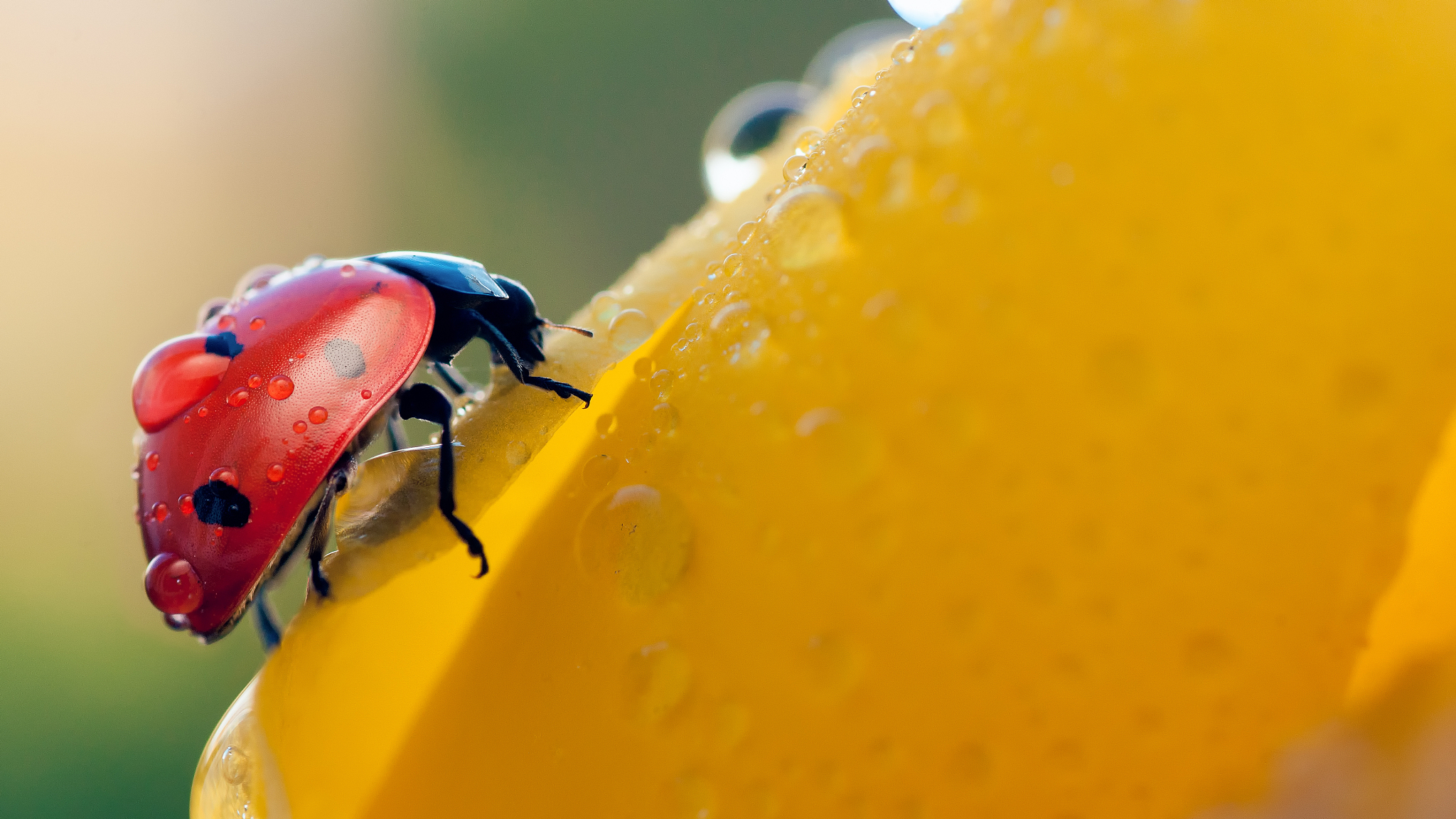 ldamodel输出word_id