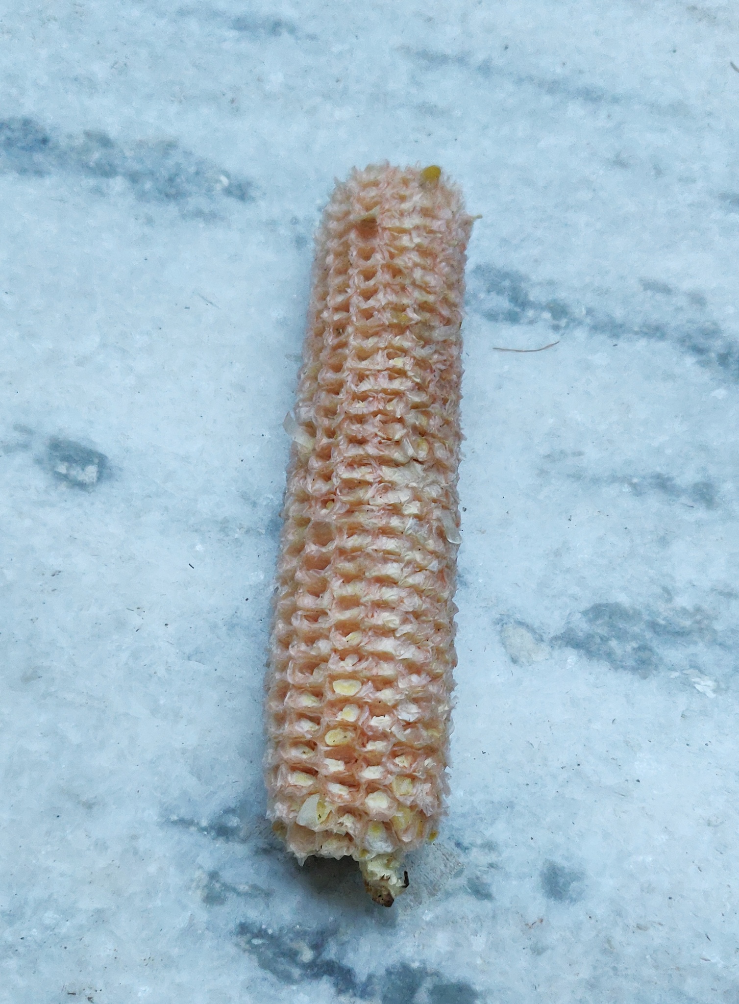 Global Maize Production: Increased Yields and Planting Density