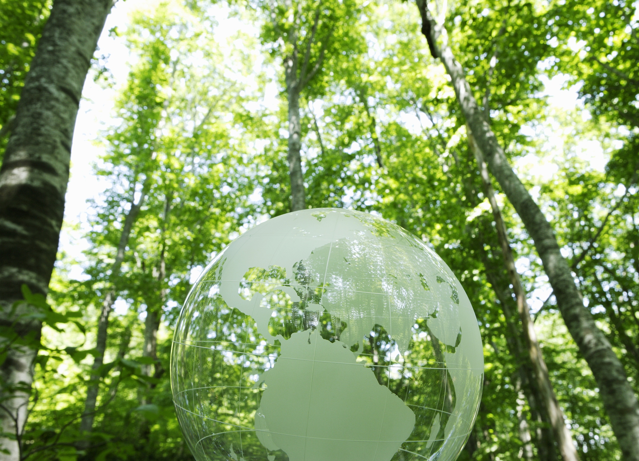 森林碳汇能力：解析与实例说明