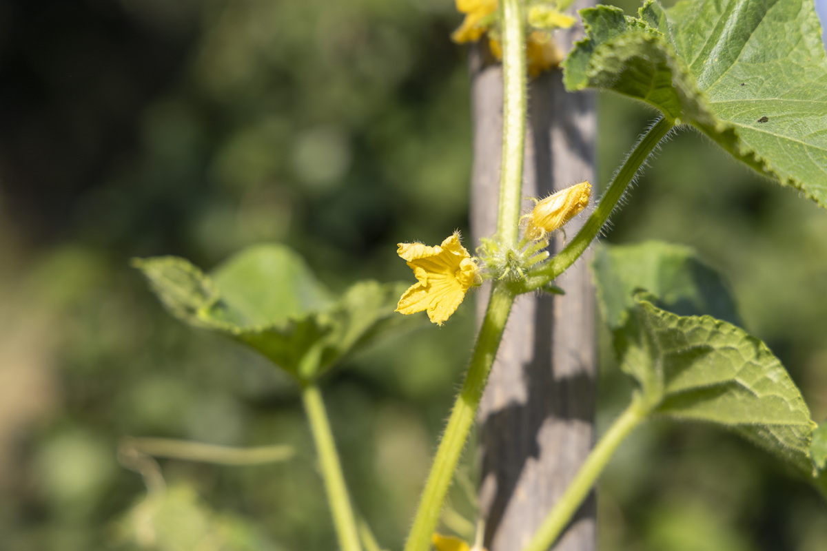 瓜类蔬菜开花结果习性与植株调整技术比较