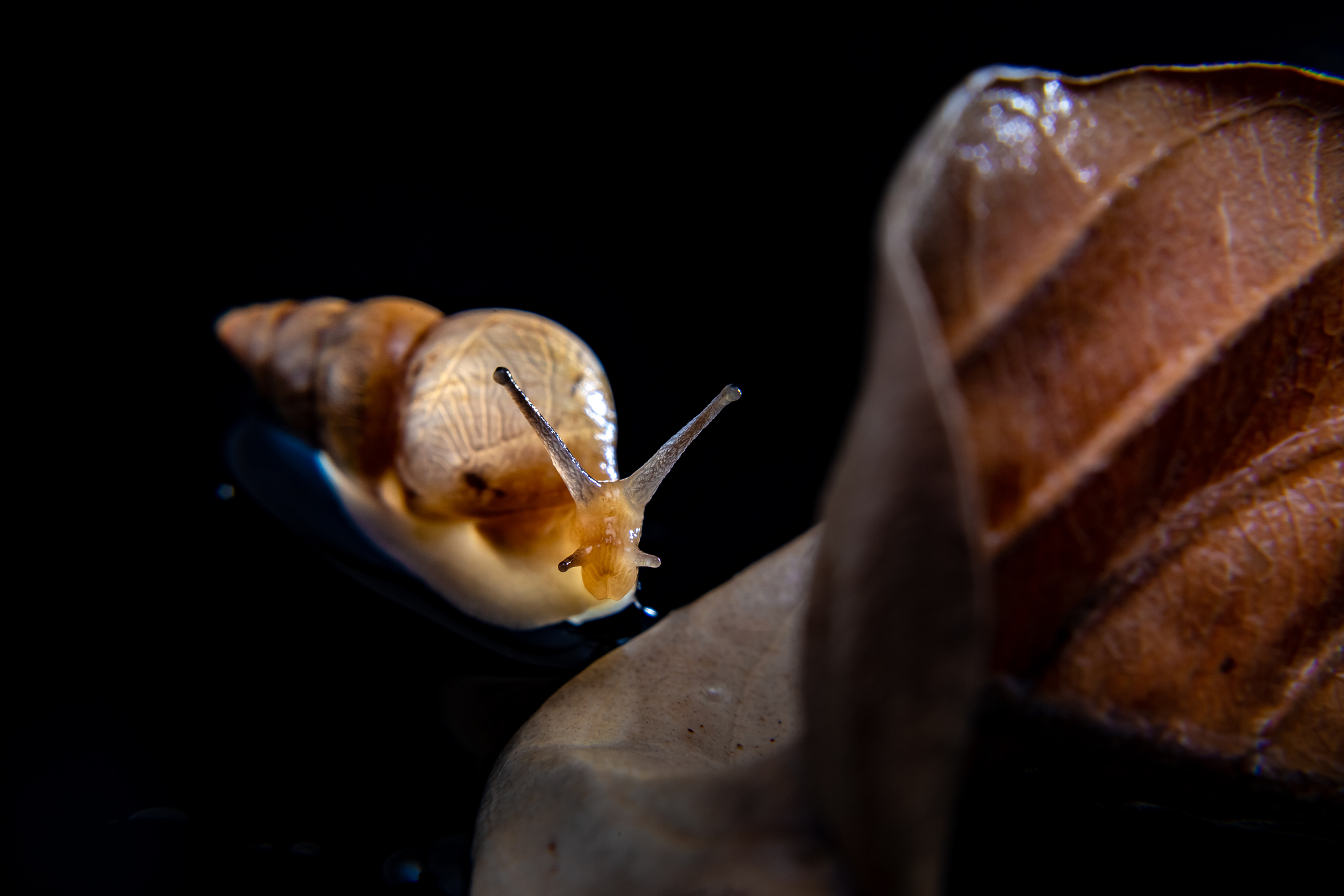 蜗牛会吃干叶子吗