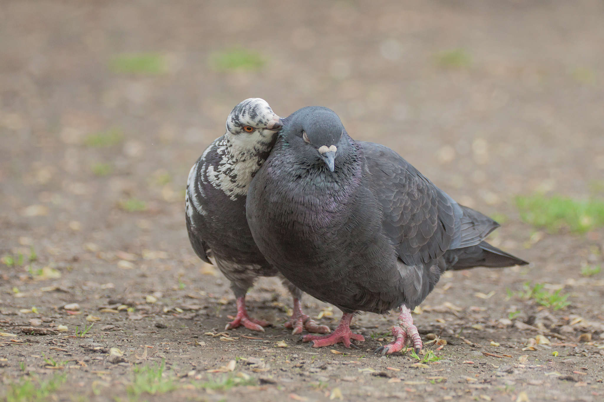 鸽子配对：抓几次才能凑齐？