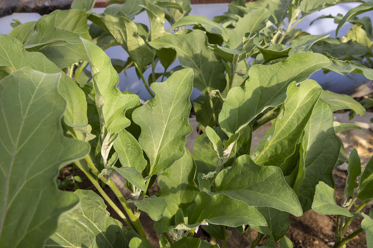 茄子专用茄子黄萎炭疸灵人1百克加水多少帮我用200字详细描述