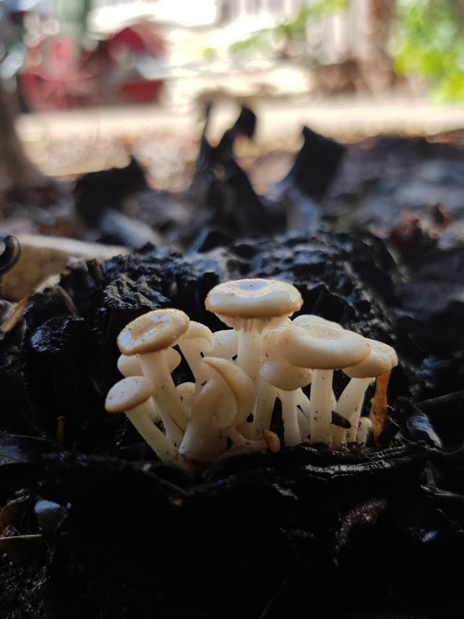 1元钱香菇根的华丽变身：绝味香菇丝的做法
