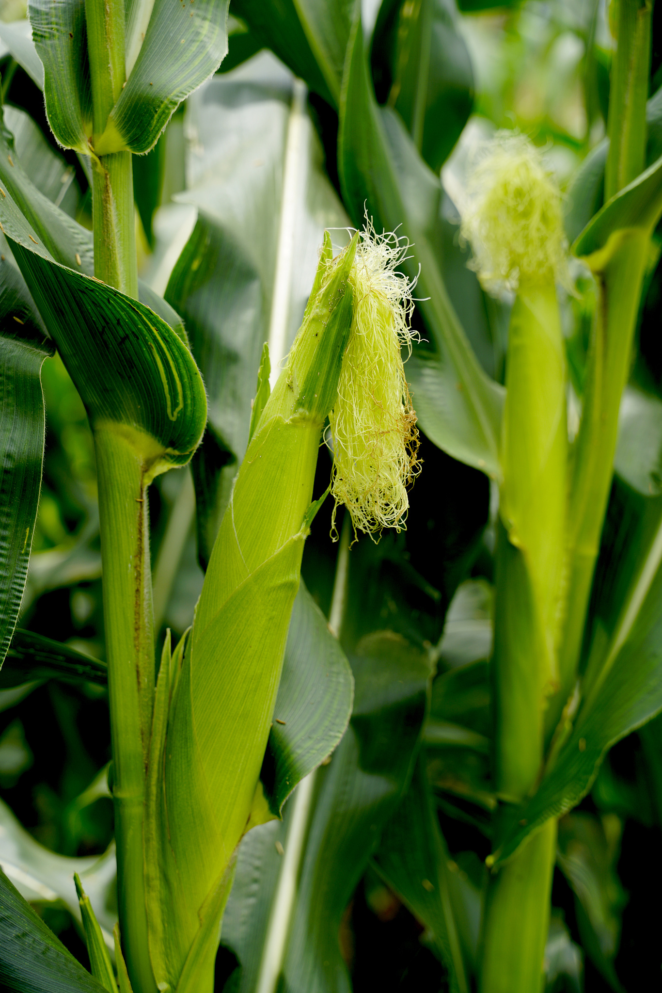 Yucca gloriosa L. 翻译成中文：草玉米
