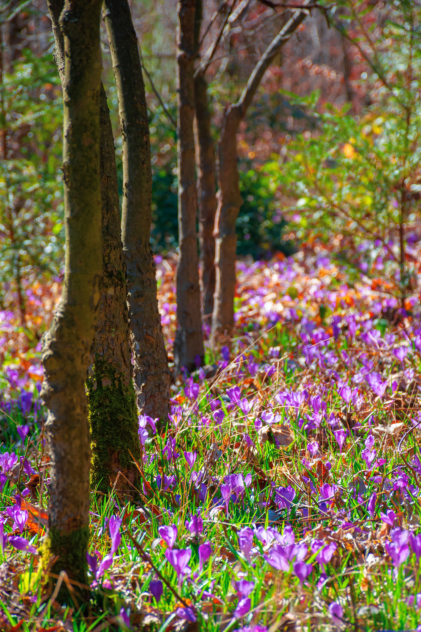 purple crocus bloom in the forest