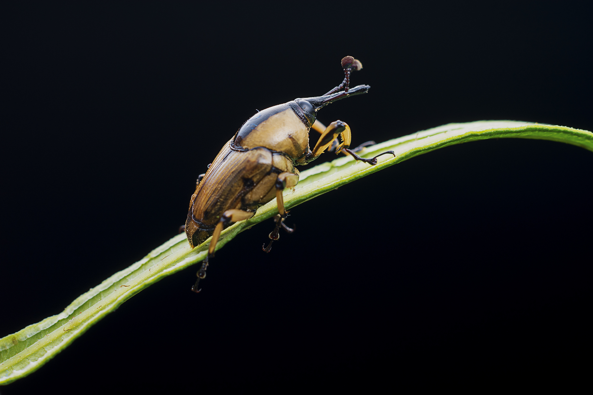 JOURNAL OF PEST SCIENCE 研究范围：害虫生物学、生态、管理、农业及人类健康