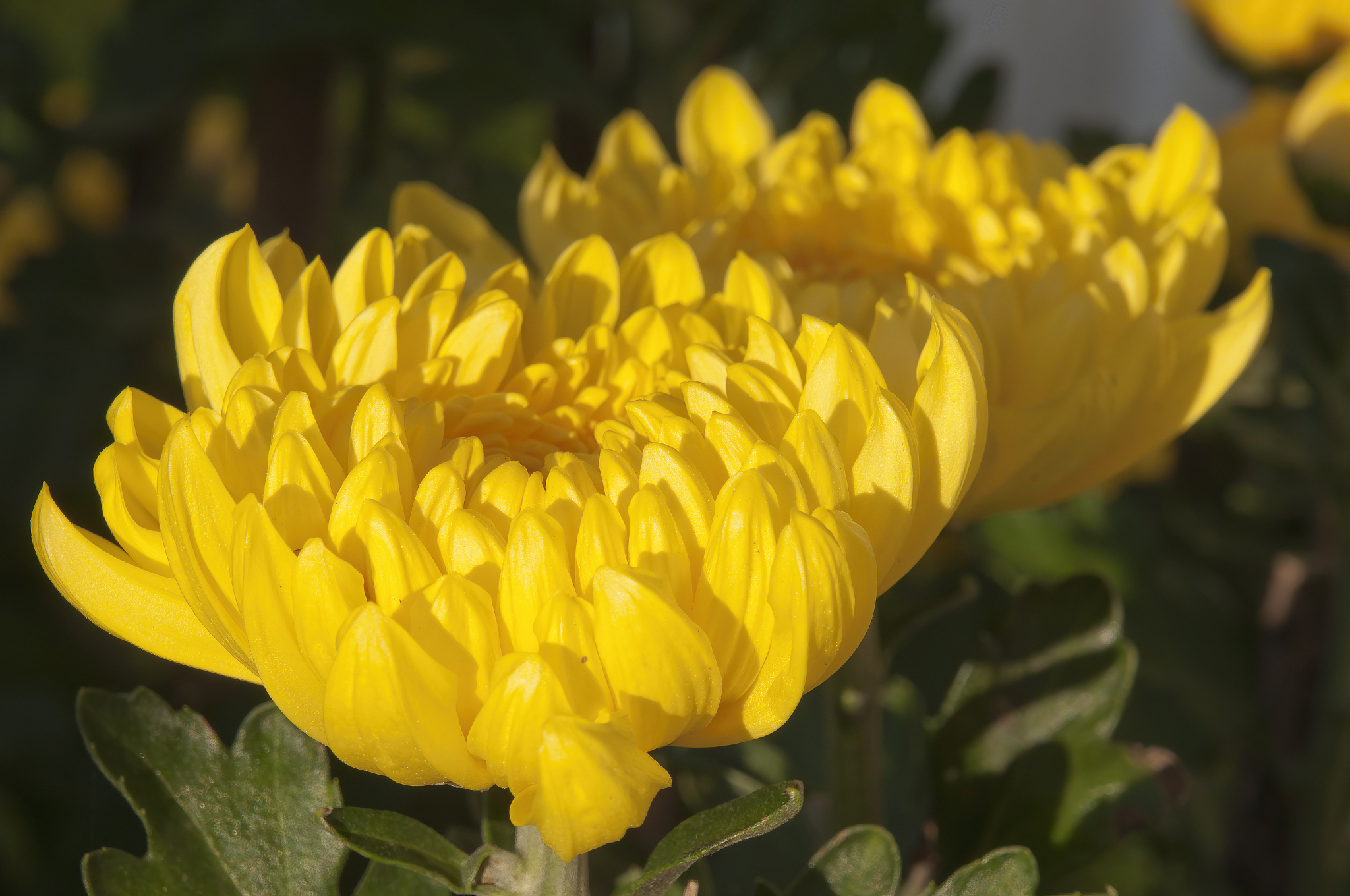 梧桐已栽花已开 下联：菊花正黄月正圆 - 对联欣赏