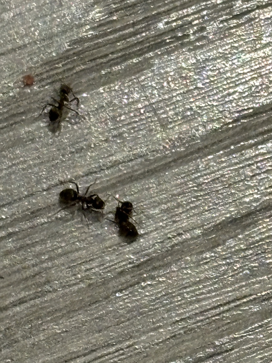 房间白色小虫子？可能是白蚁或蚂蚁！