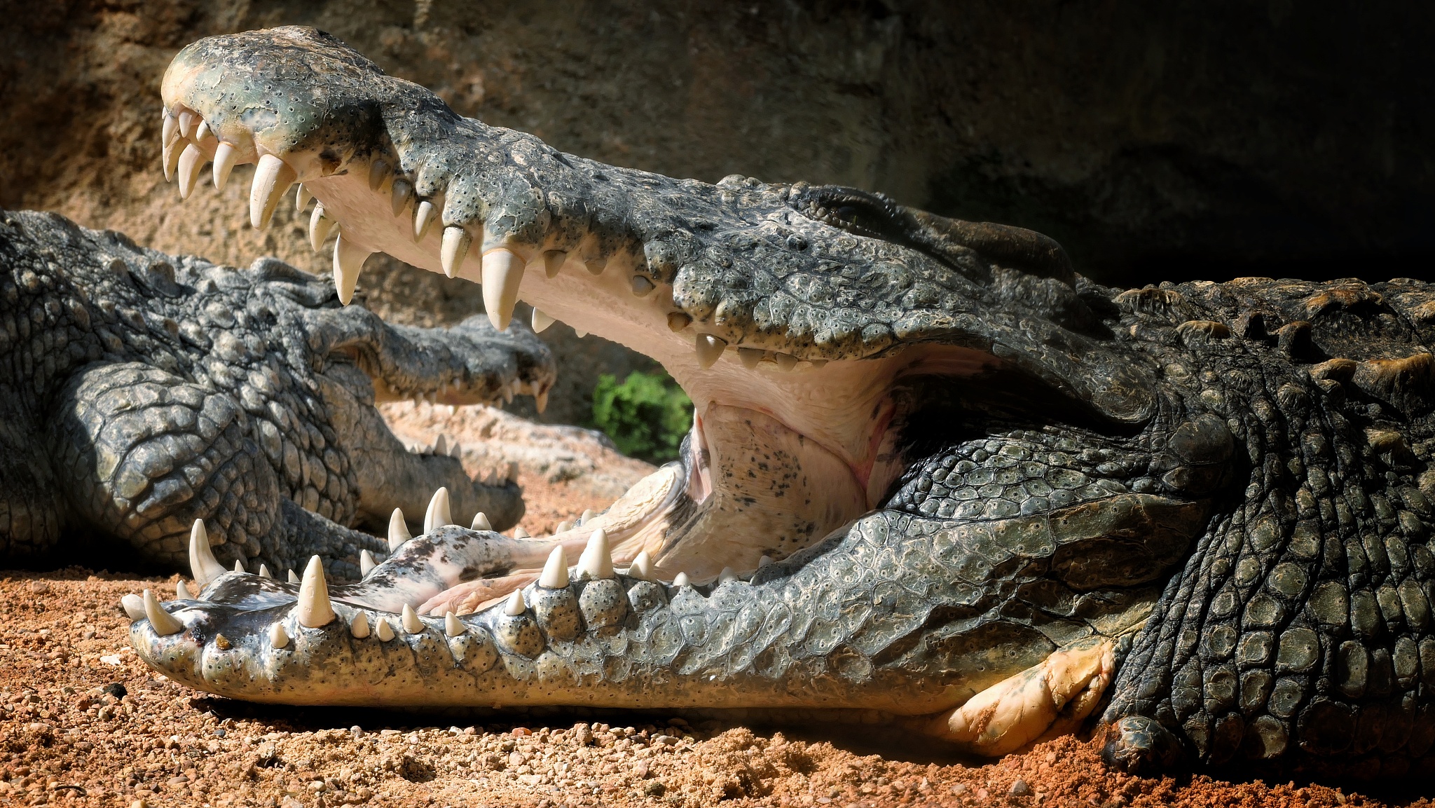crocodile with open mouth