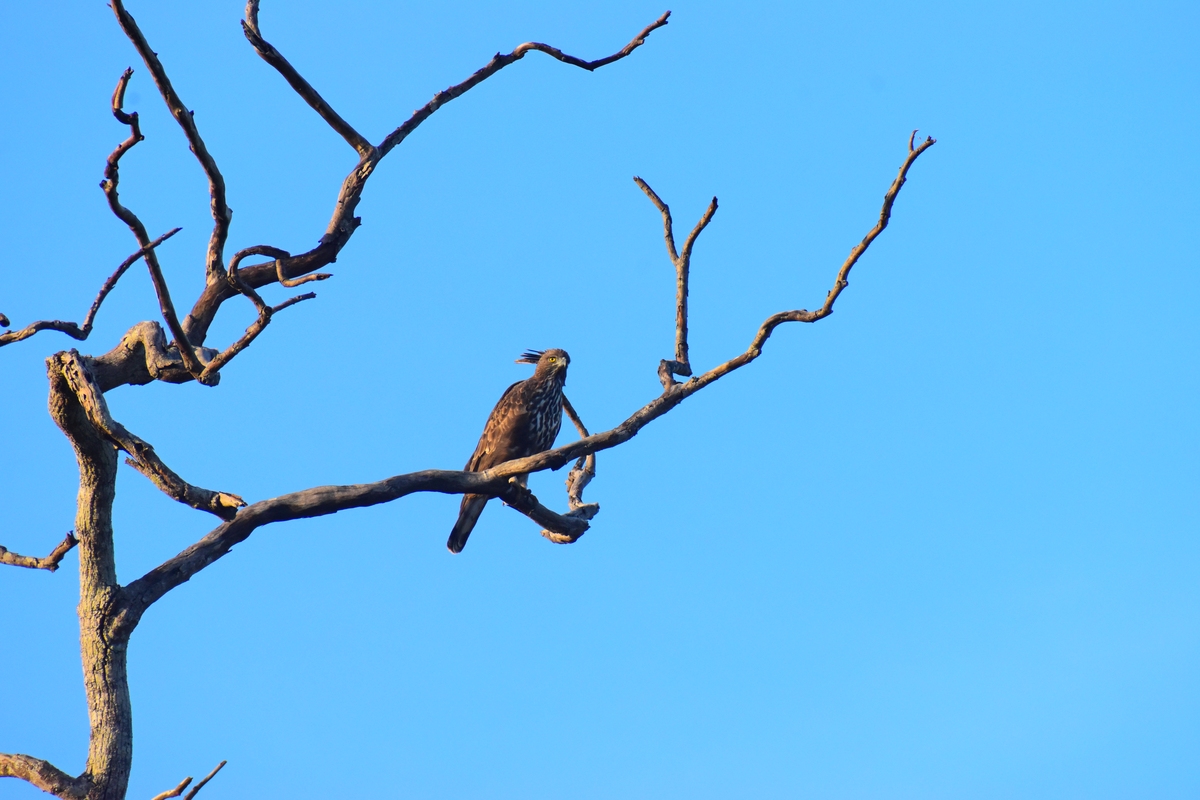 黑龙江农业经济职业学院畜牧兽医专业专业课程设置有哪些