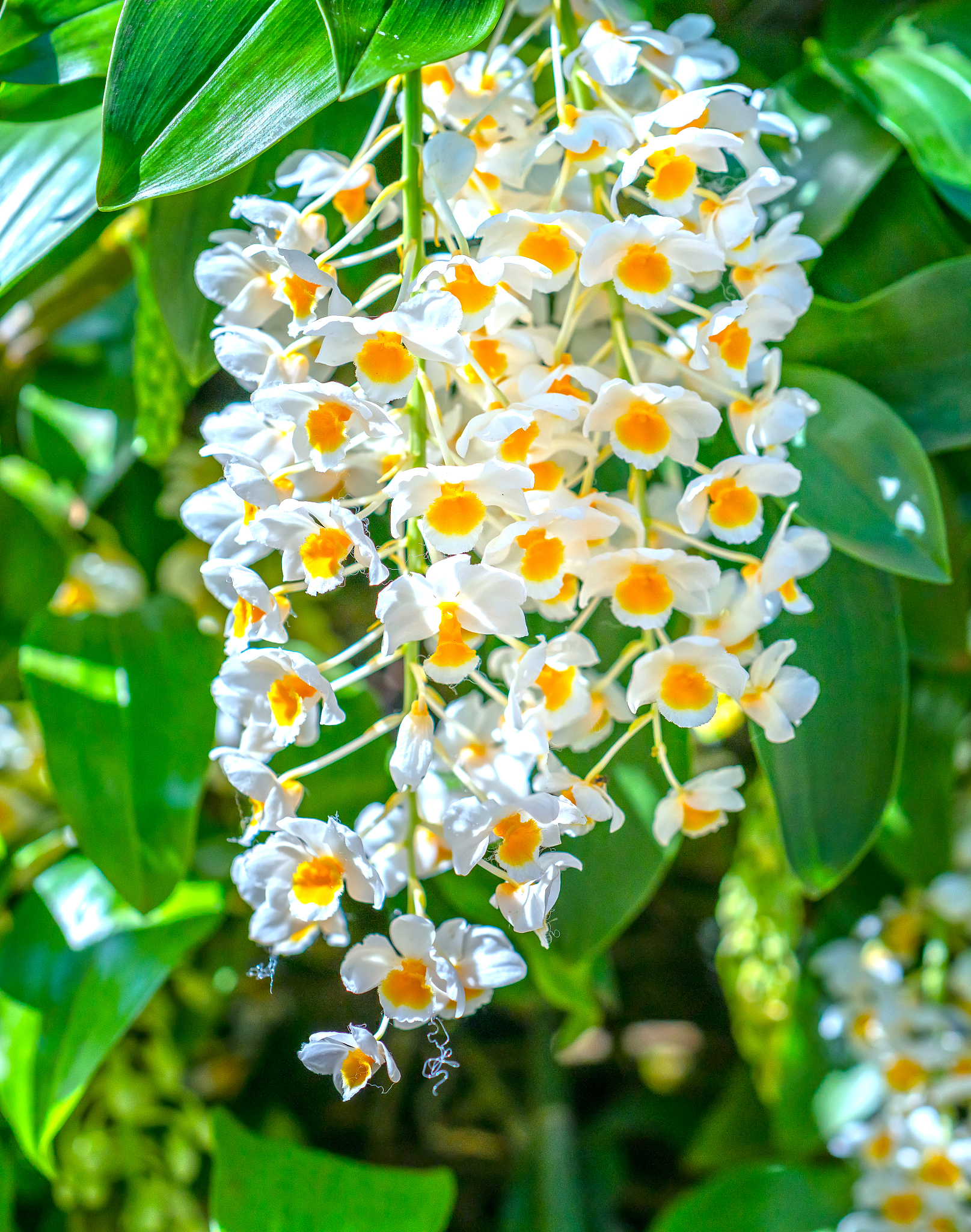dendrobium aphyllum orchids flowers bloom in spring adorn