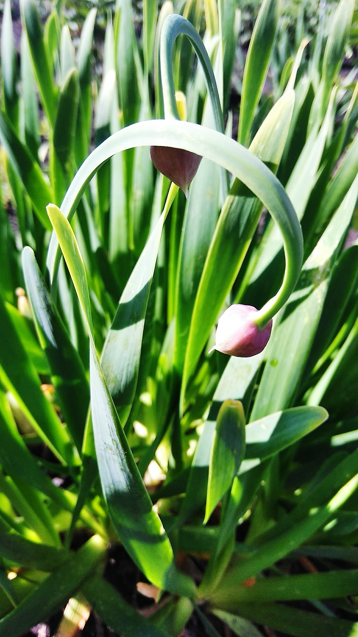 close-up of flower blooming outdoors