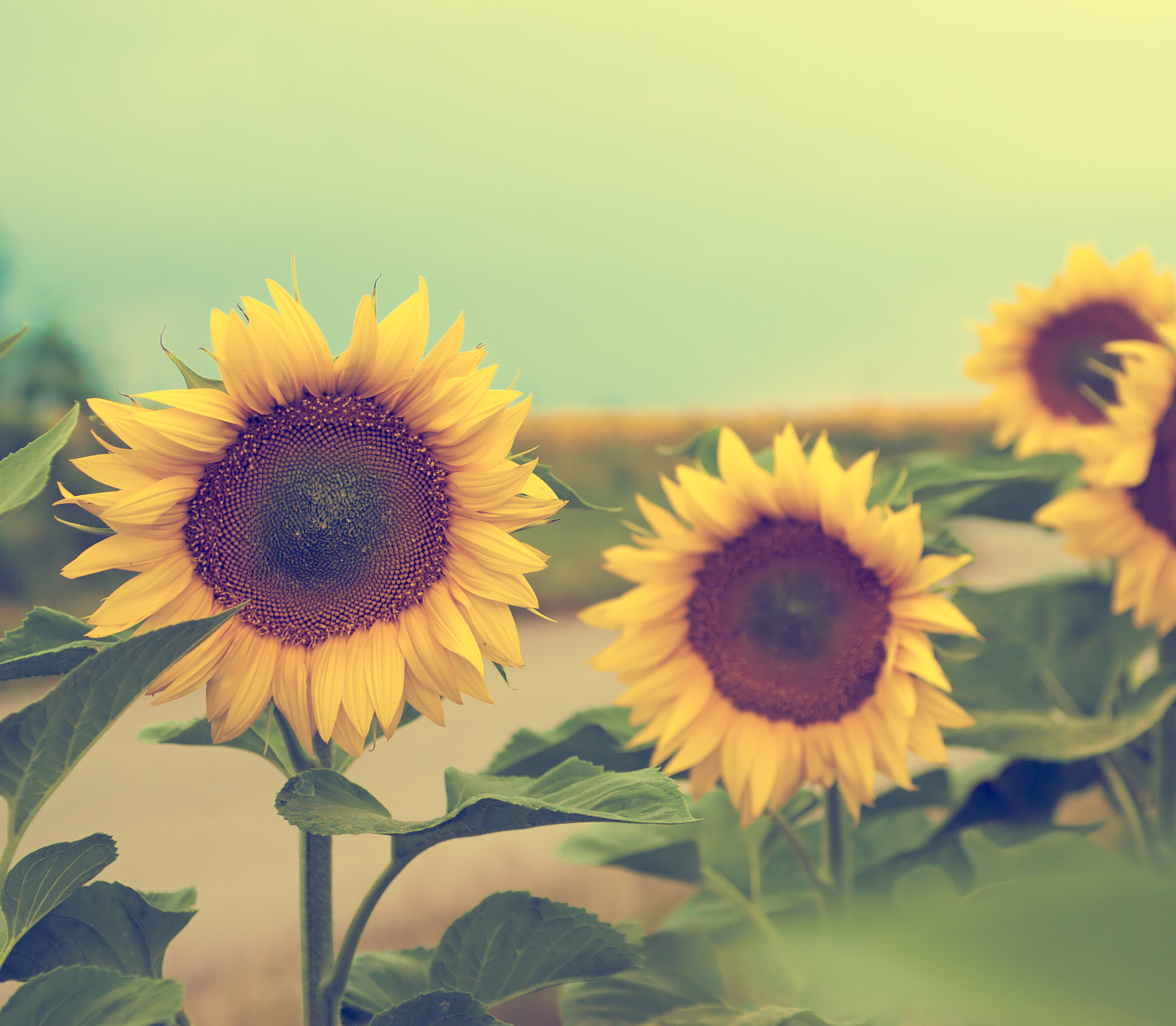 音乐，我心灵的治愈师