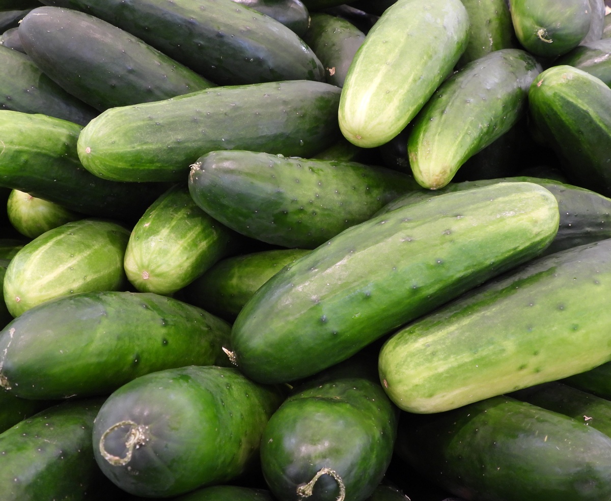 黄瓜品种大全：优缺点、特性及选择指南