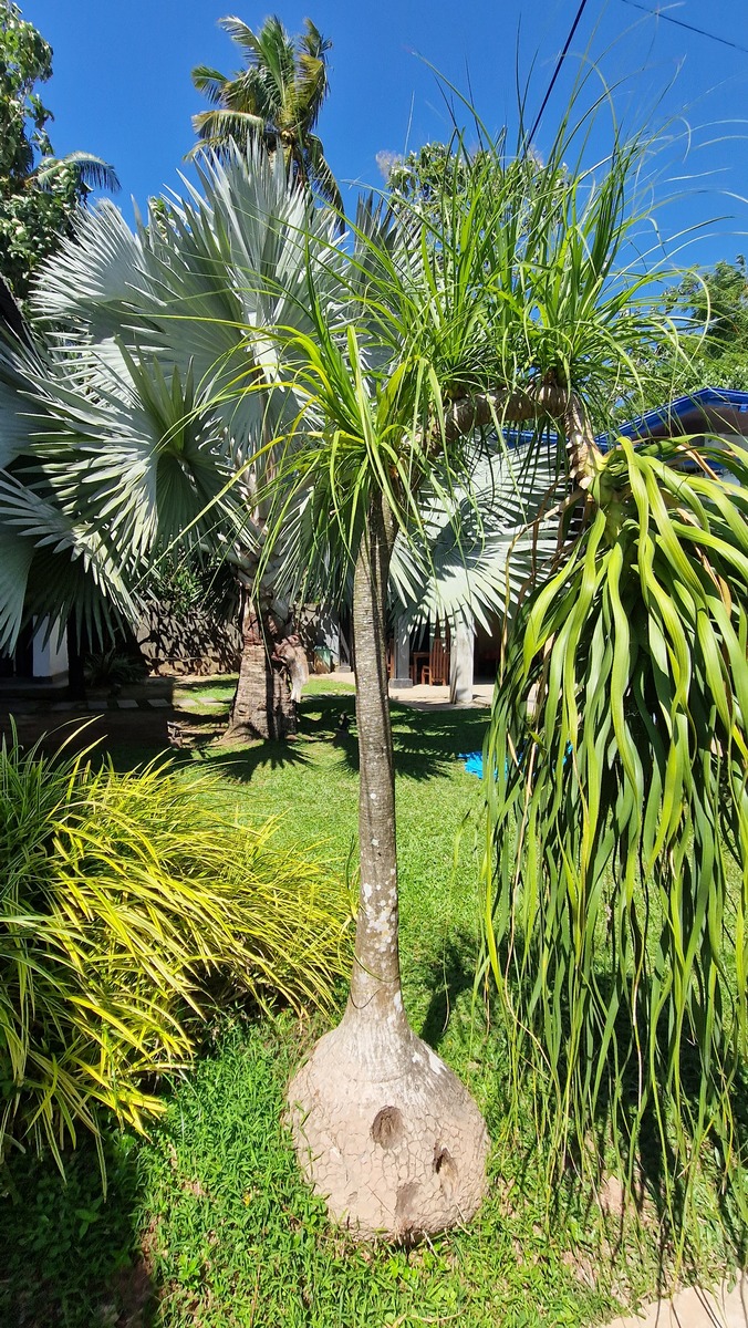 将 老人葵海枣棕树棕榈树椰子树旅人蕉蒲葵刺葵鱼尾葵琼棕贝叶棕石山棕 以、分割