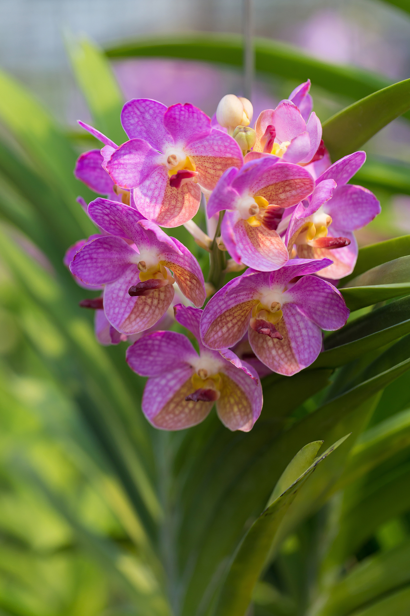 orchids is considered the queen of flowers in thailand