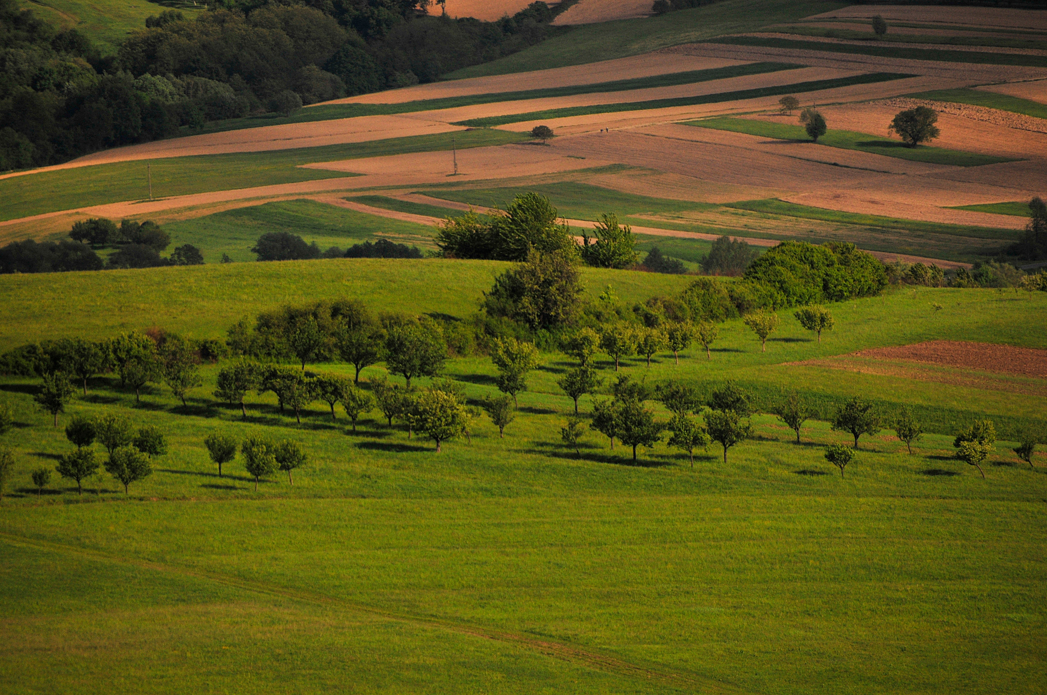 scenic view of green landscape