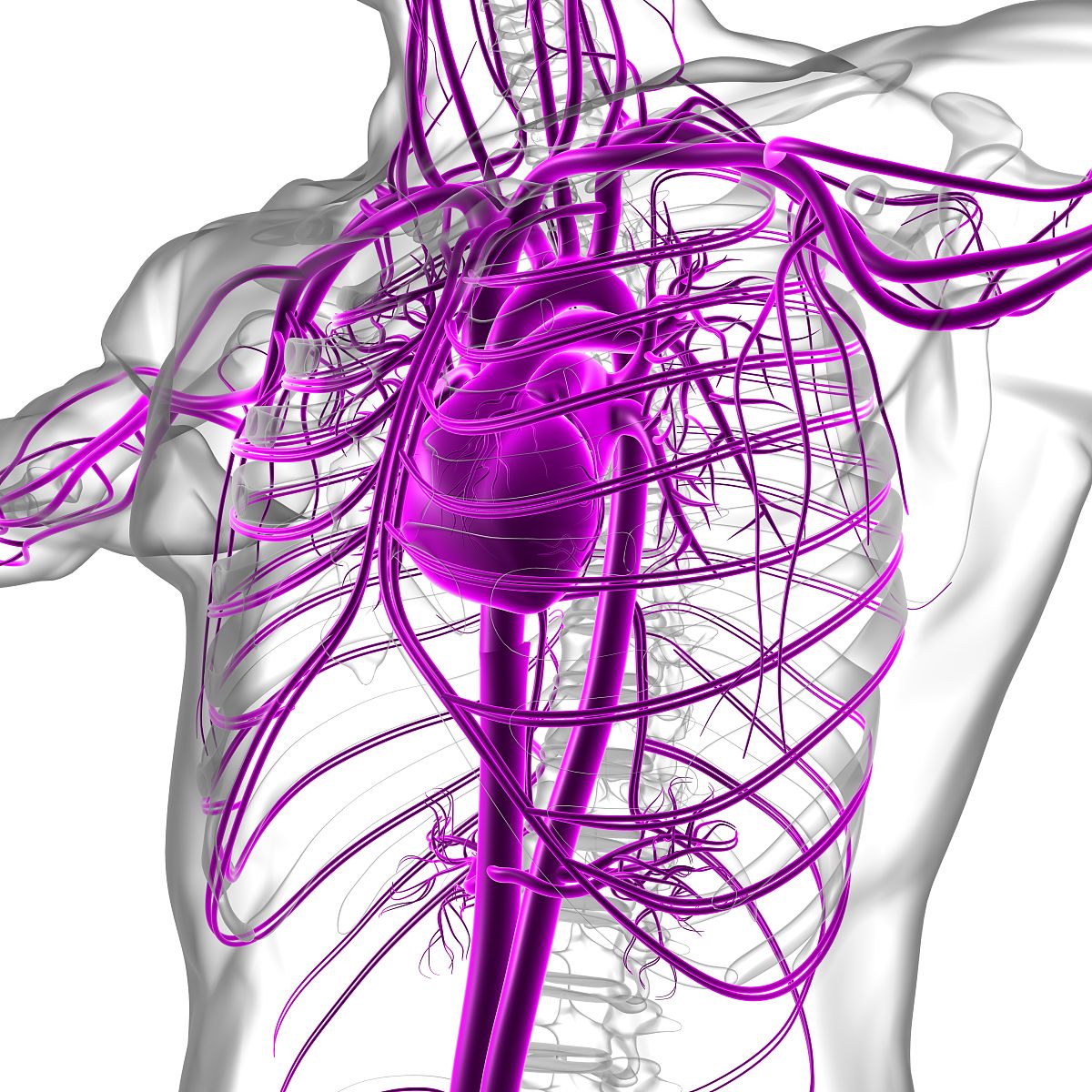 侧副循环和侧支循环：区别解析