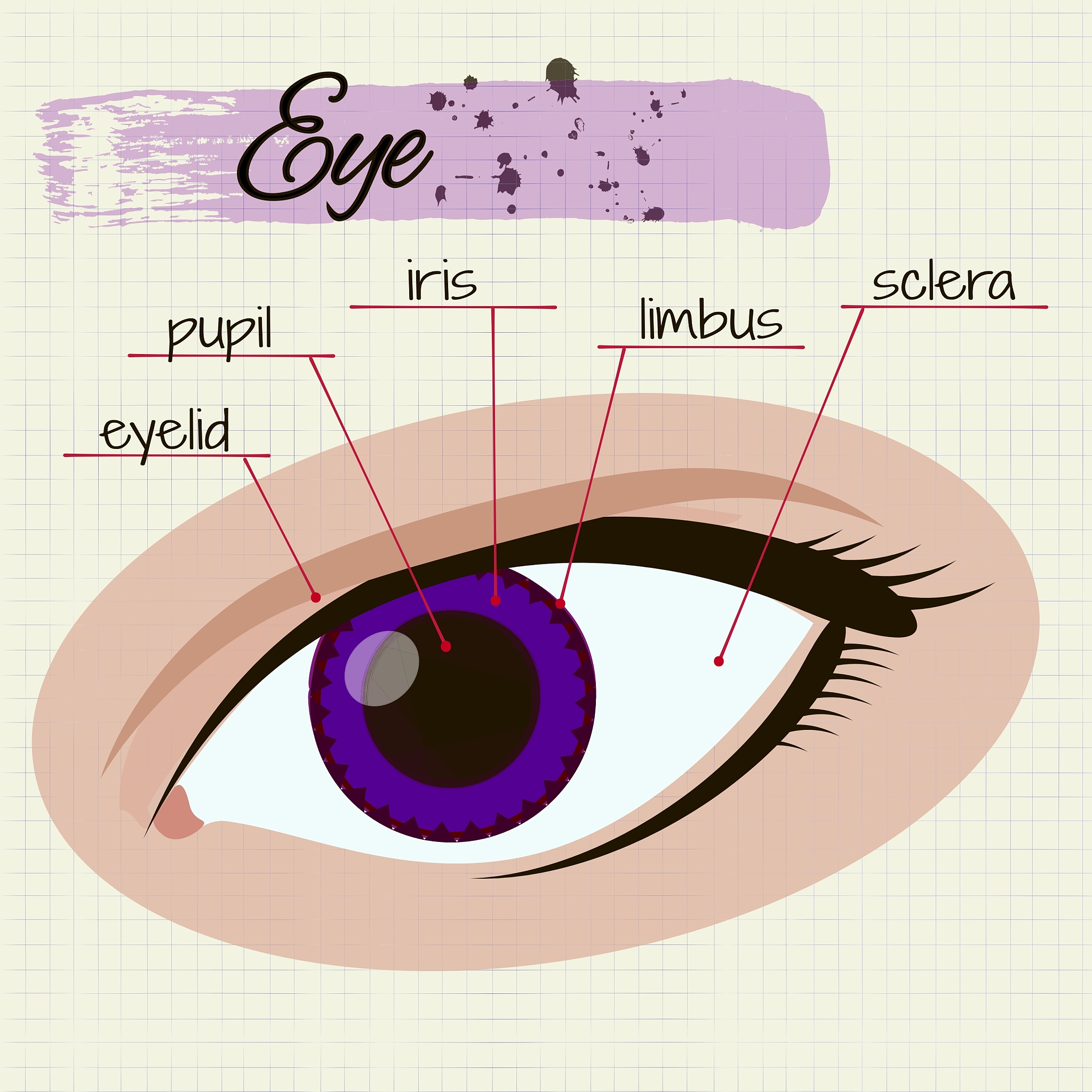Extracted features from eye images and performed gaze point estimation 这句话的文献