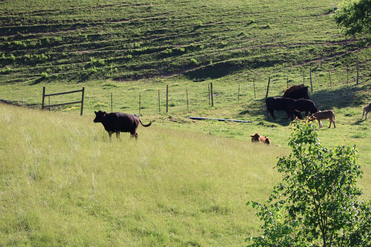 草原放牧策略研究 - 优化策略，保护生态，促进发展