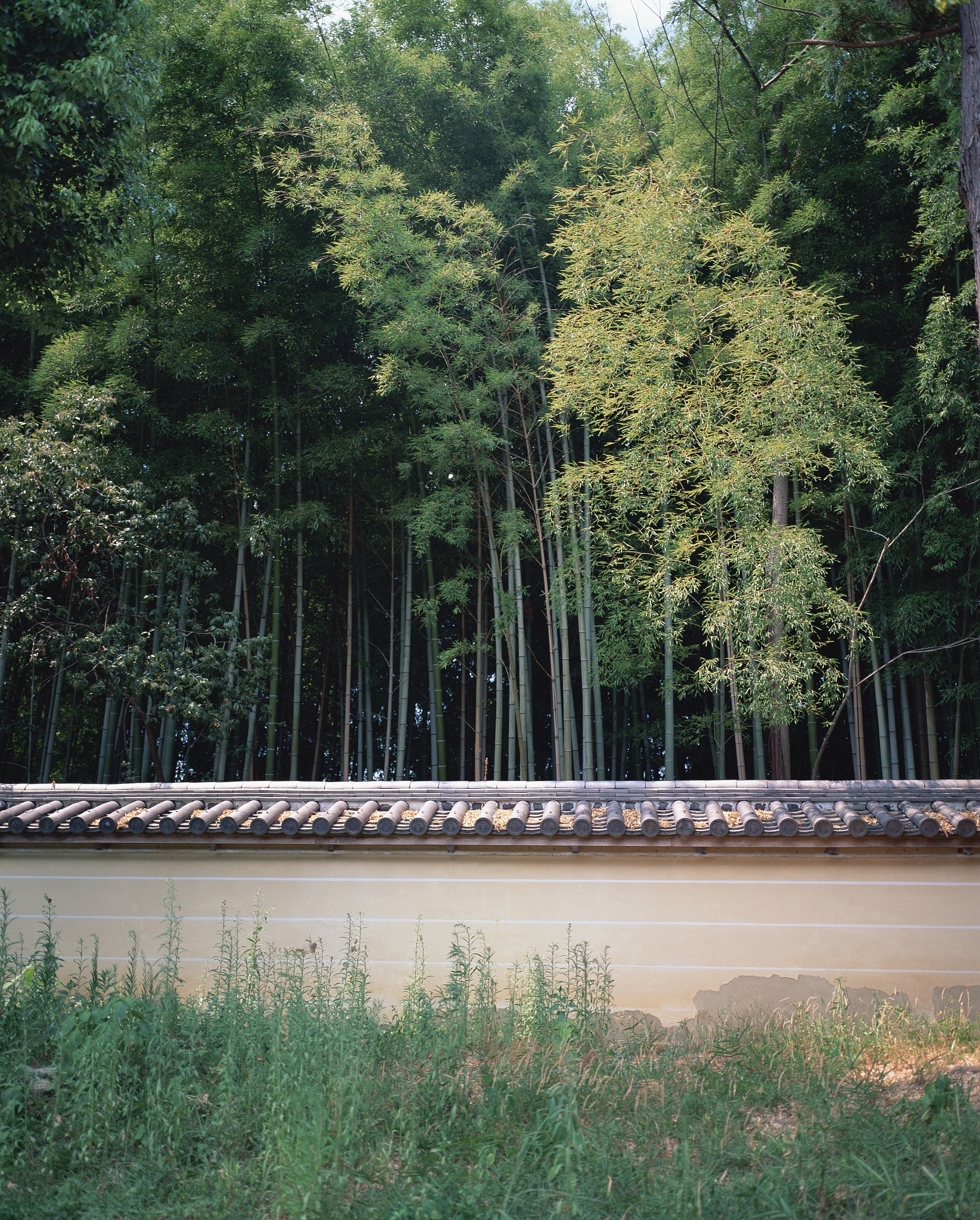 竹之颂：生命力、文化和应用的完美结合