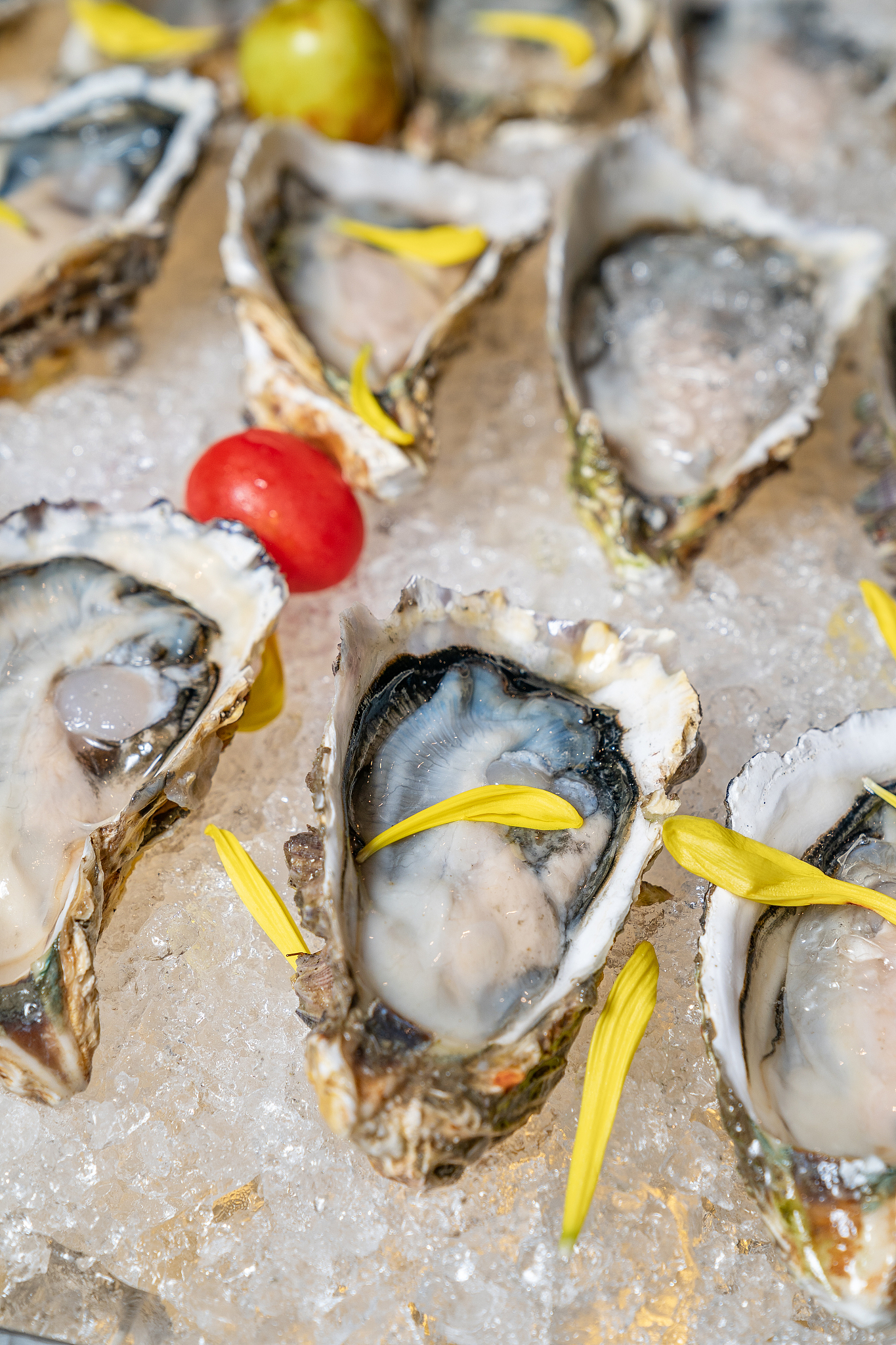 鹅蛋生蚝vs普通生蚝：区别大揭秘！