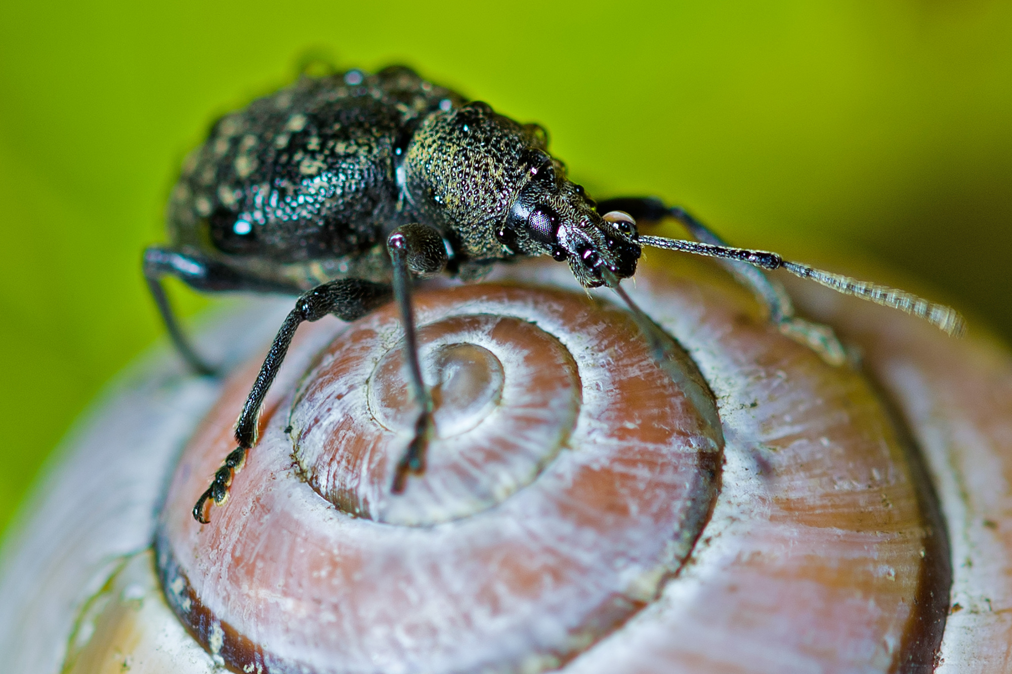 ride on a snail