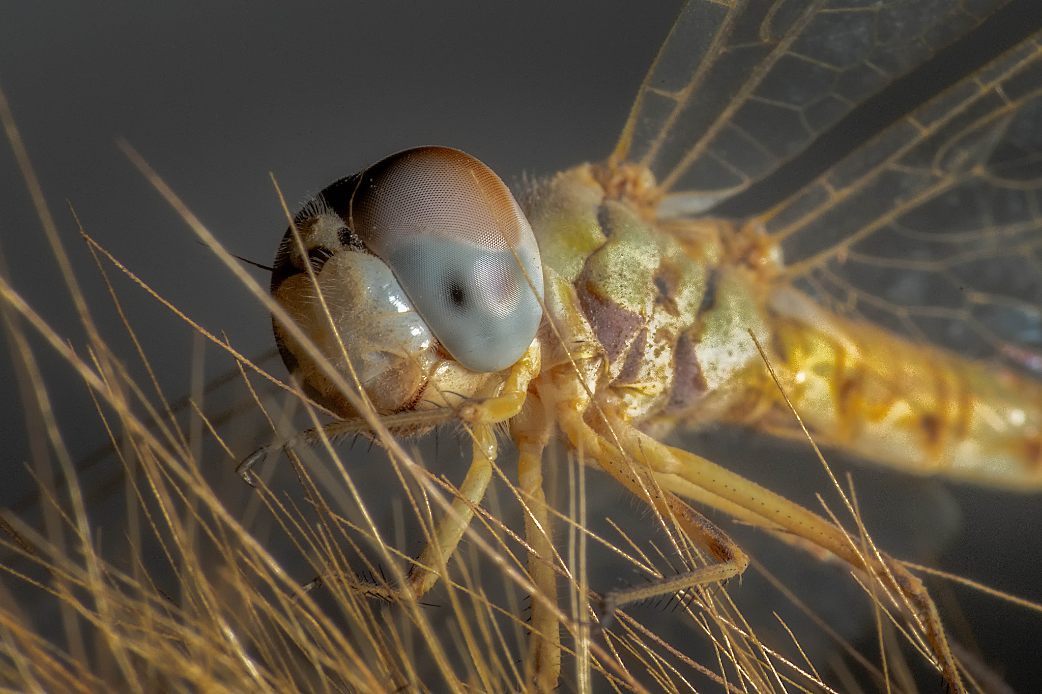 close-up of dragonfly on plant
