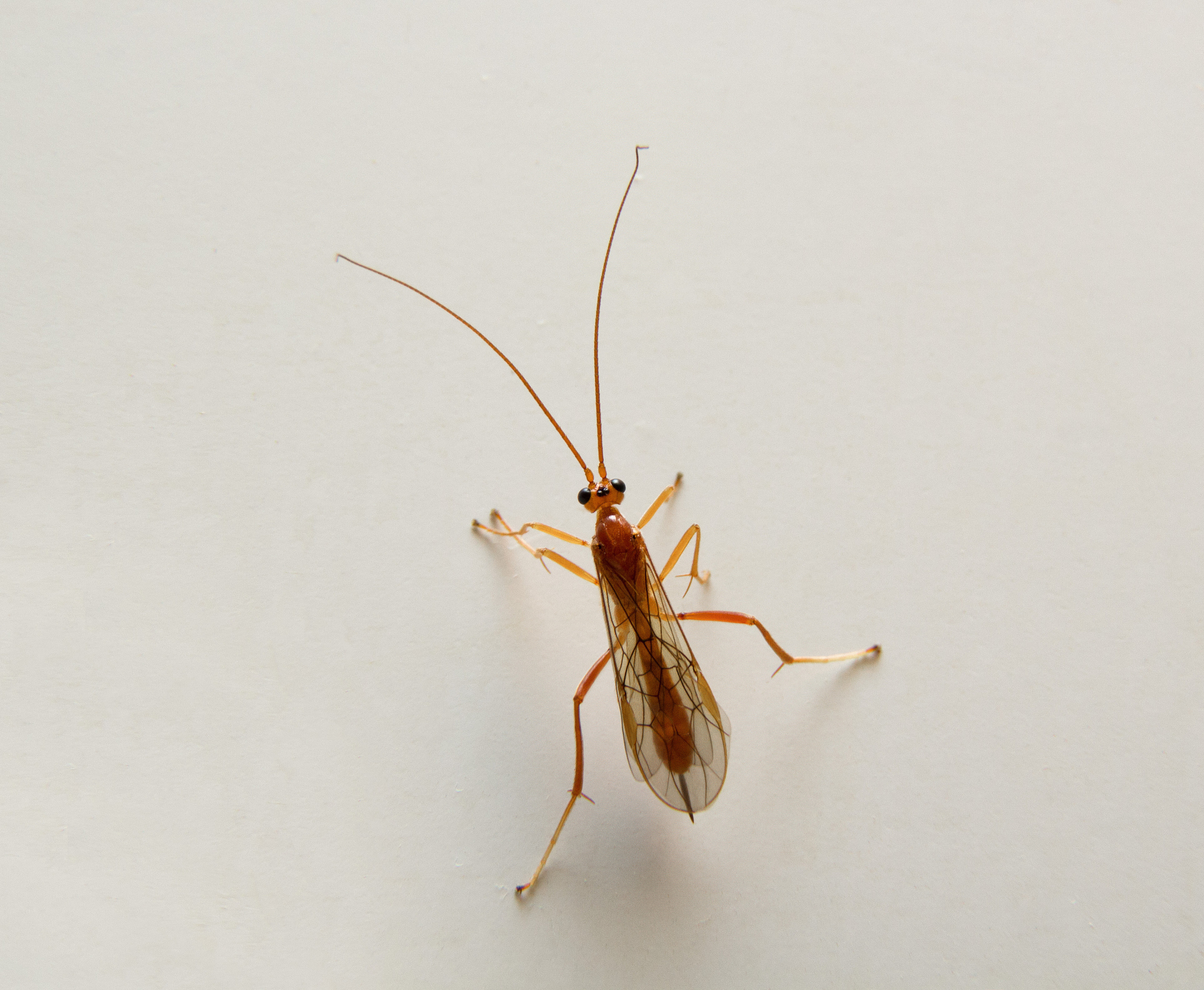 生成一个生物分类报告包含生物名称按照形态结构分类按照生活环境分类不少于10个例如：黄牛	哺乳动物	陆生生物