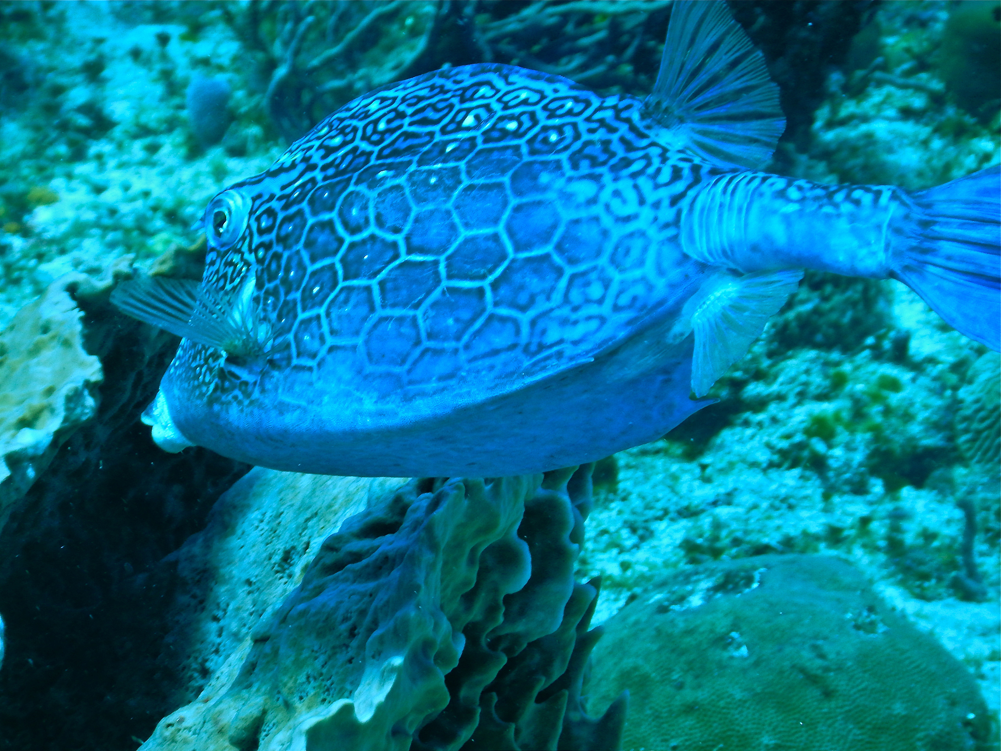 smooth trunkfish (lactophrys triqueter)