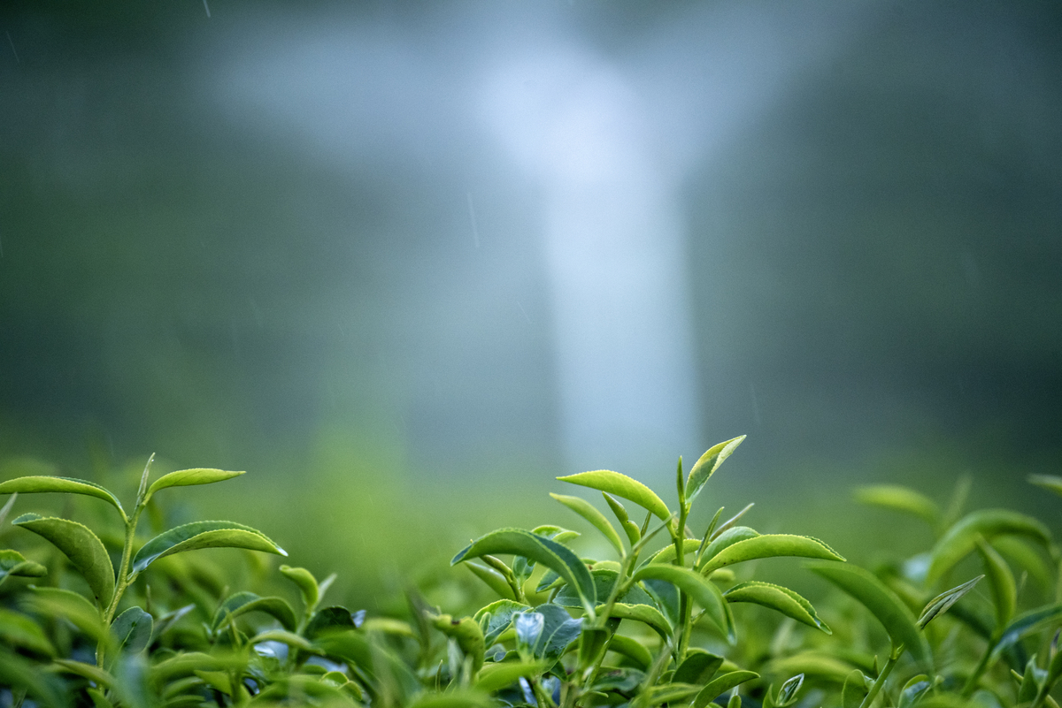 清明节雨前茶和雨后茶