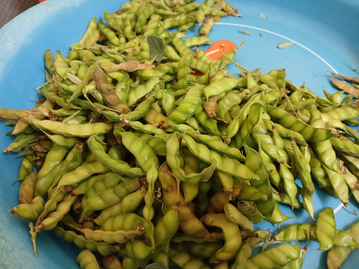 自制酸豇豆的做法_自制酸豇豆怎么做_菜谱_美食天下