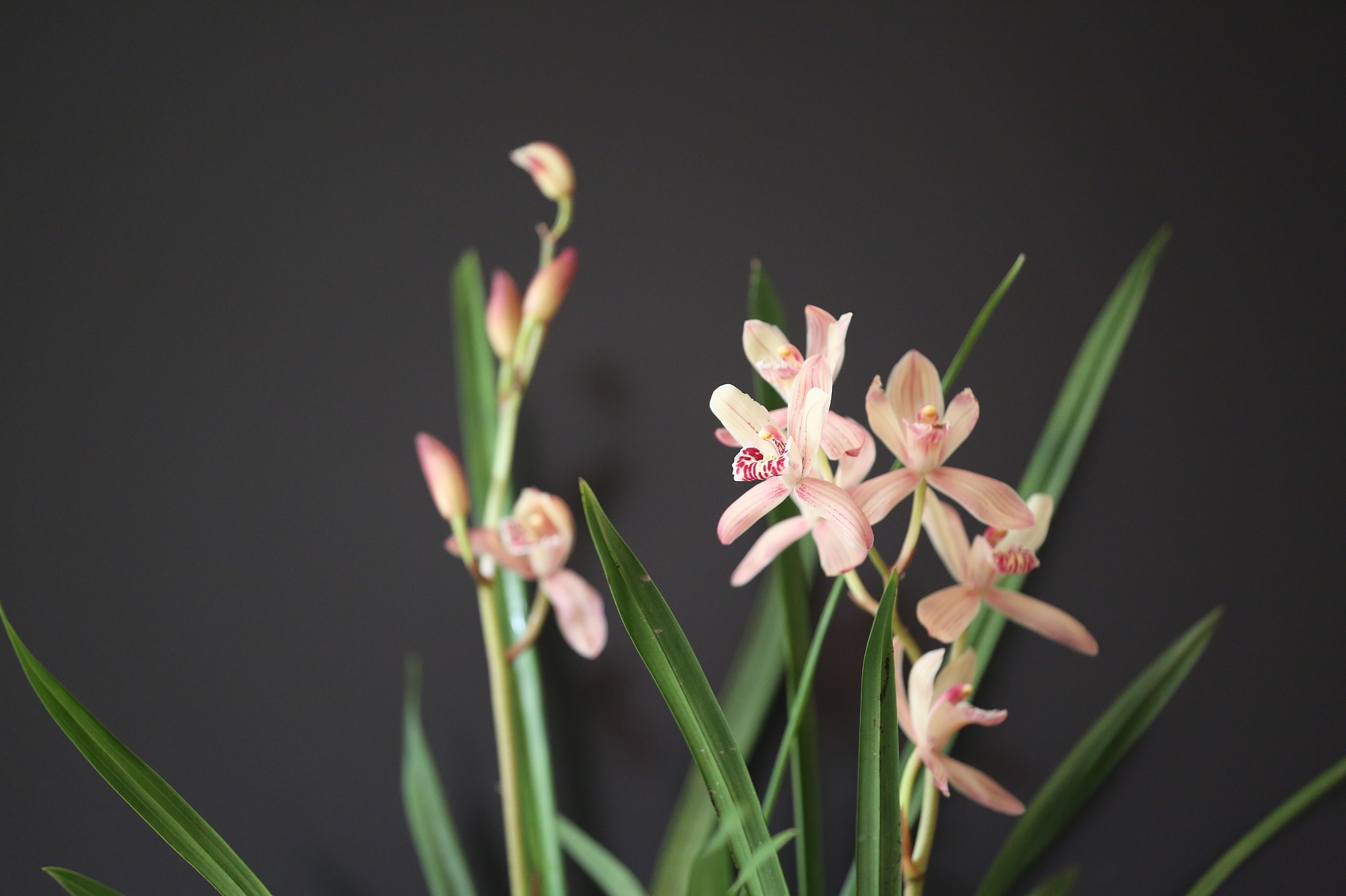 你写一首关于君子兰的诗歌