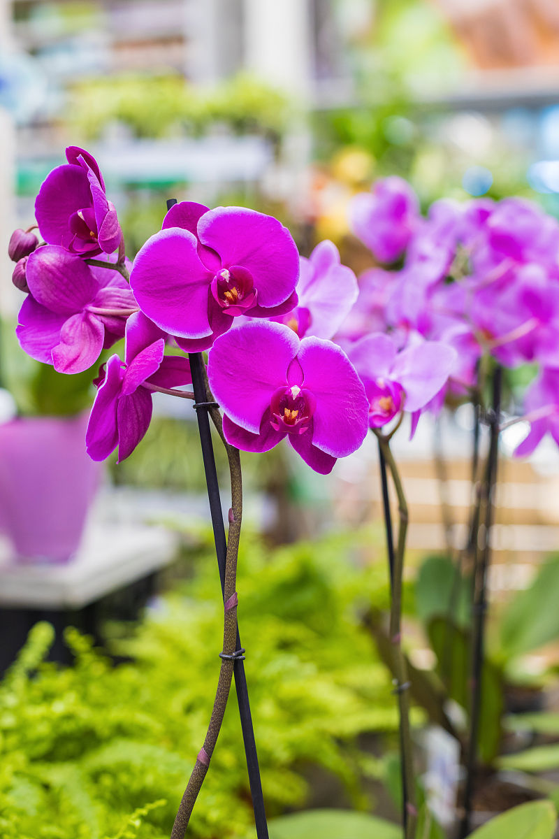 蝴蝶兰如何种植