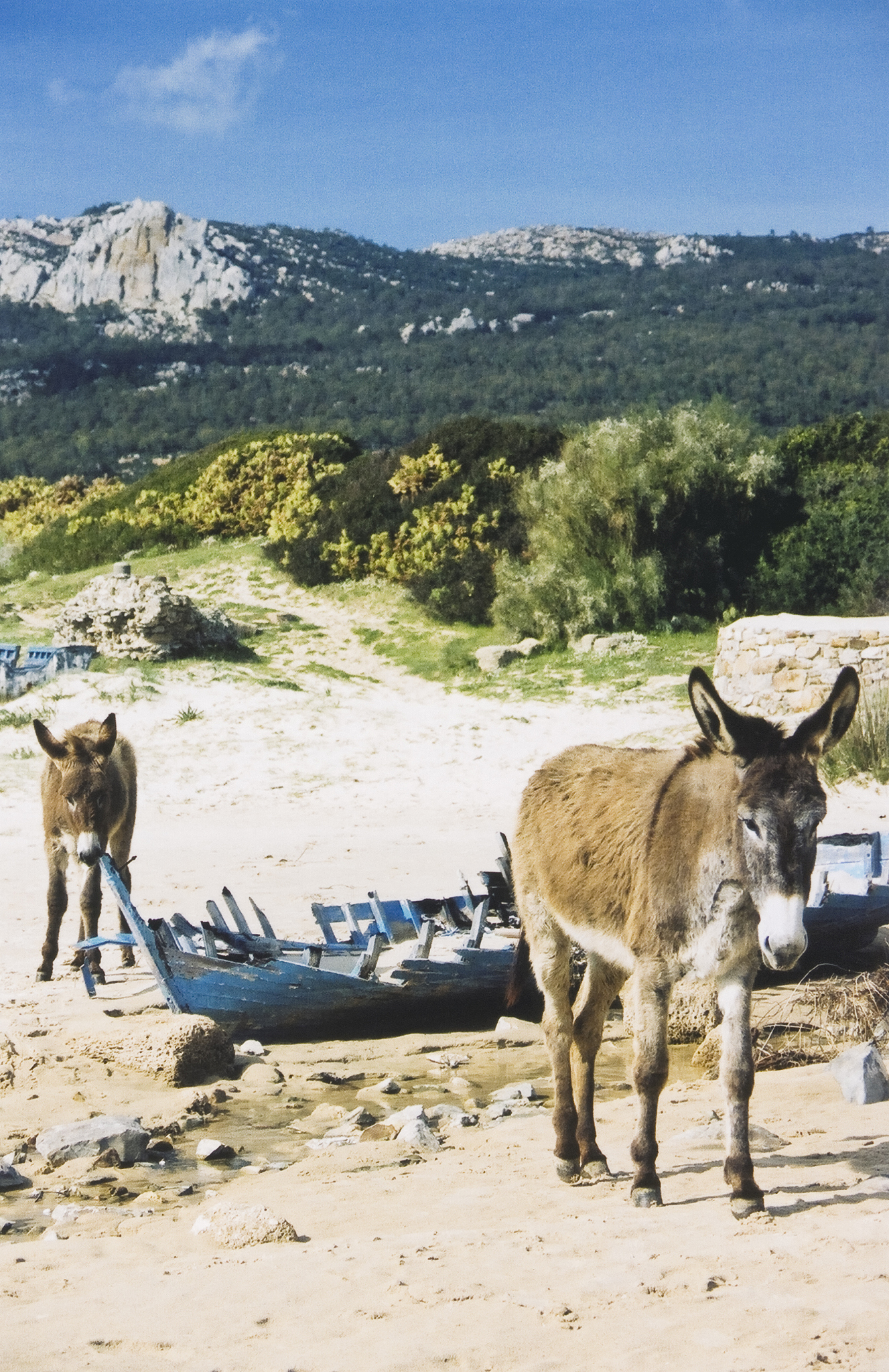 two mules