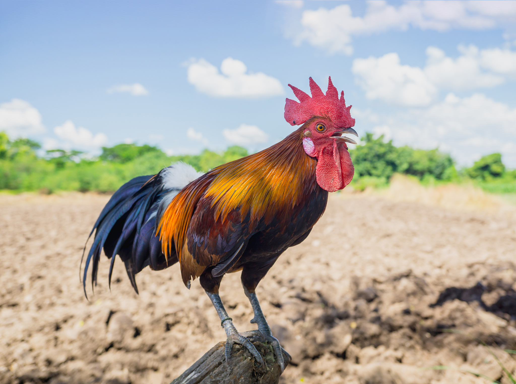 close up portrait of bantam chicken, beautiful colorful cock