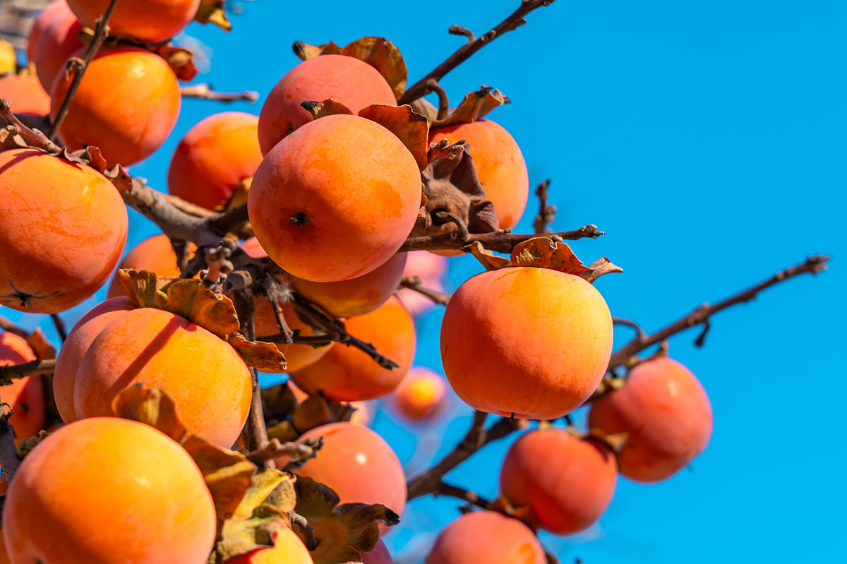 秋天的美丽：色彩、收获与节日