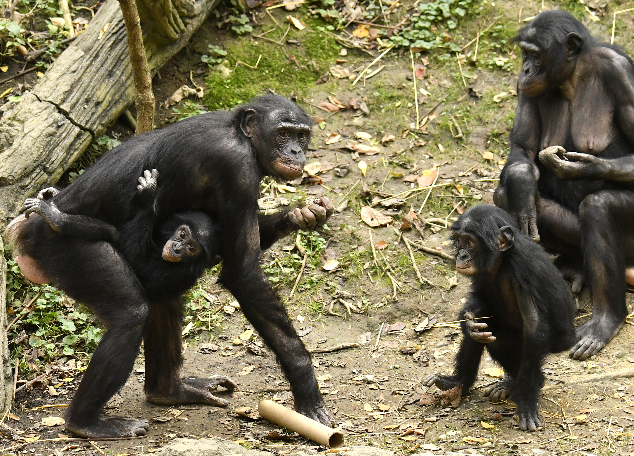 bonobo moms and babies