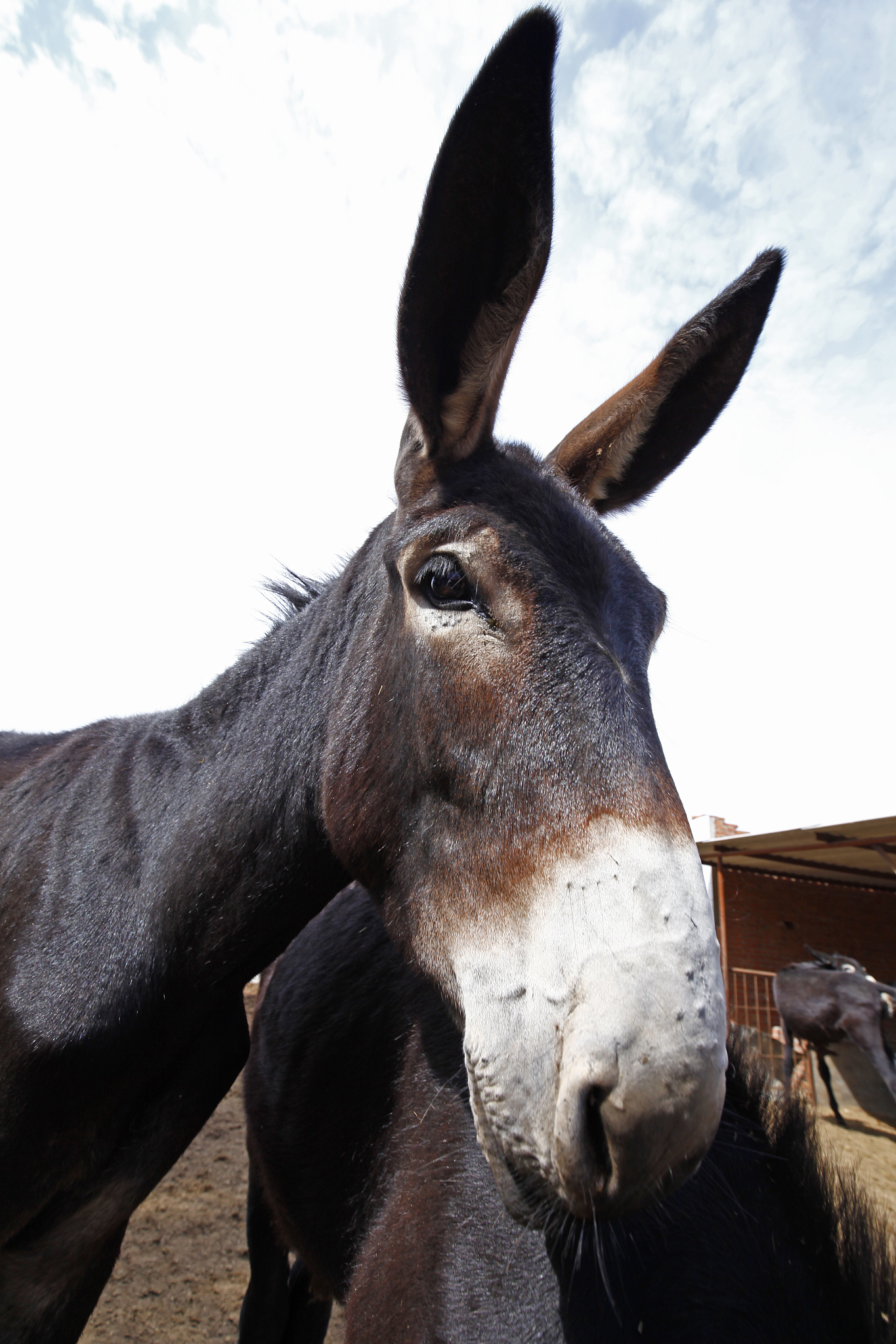 donkey