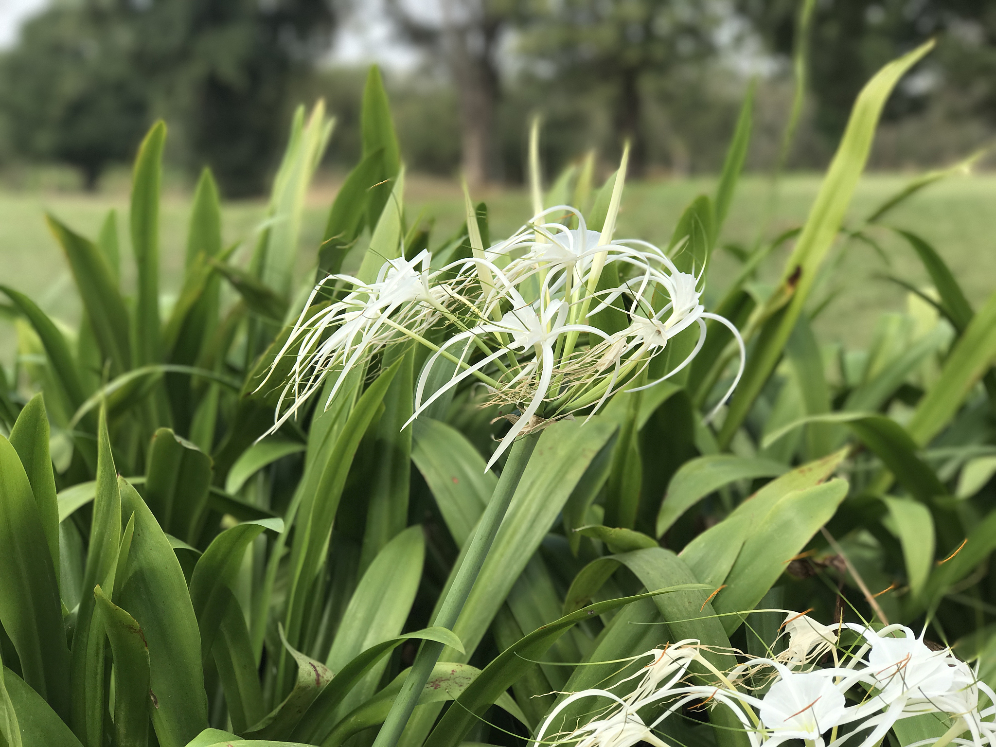 flowers in the garden
