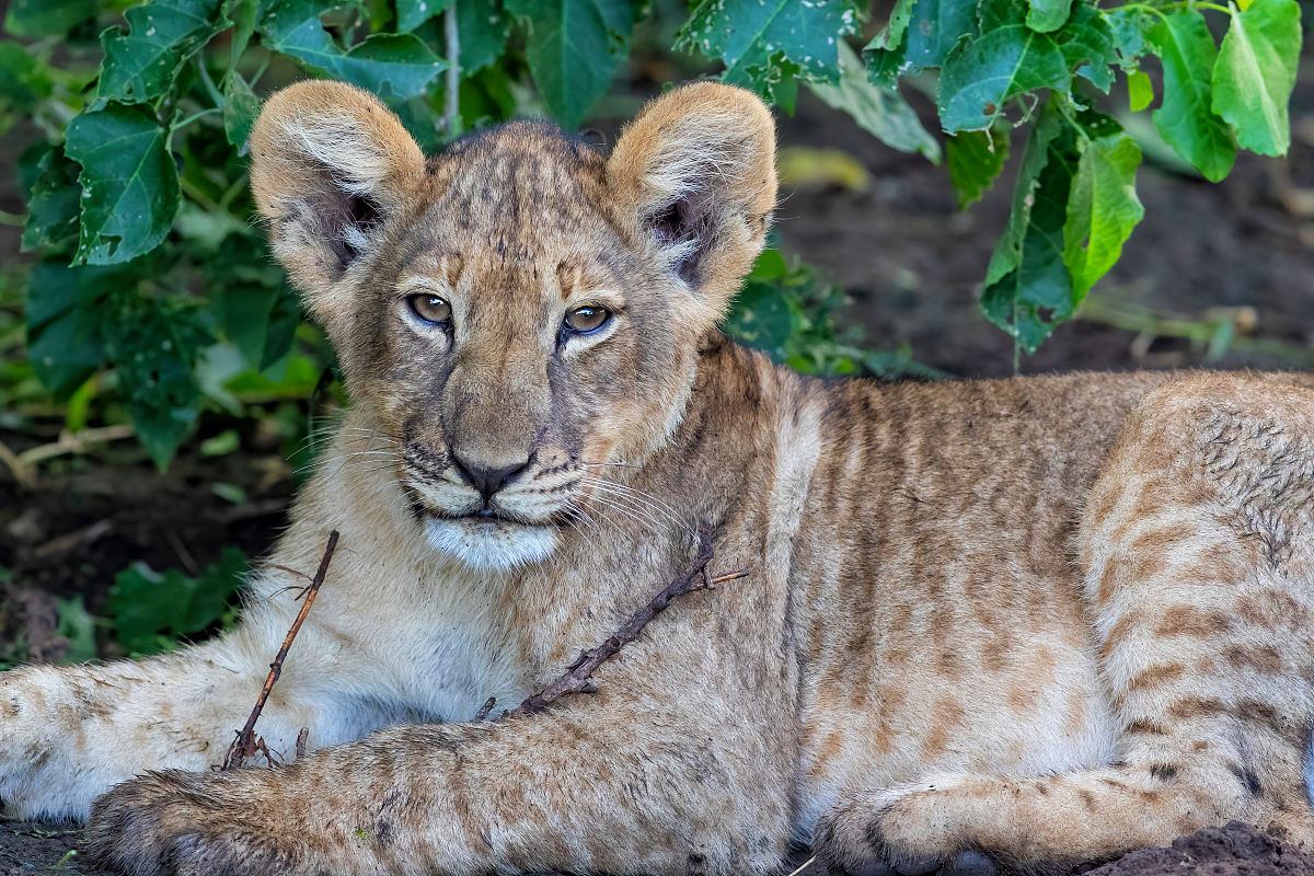 温暖的救援：我和小猫咪的故事