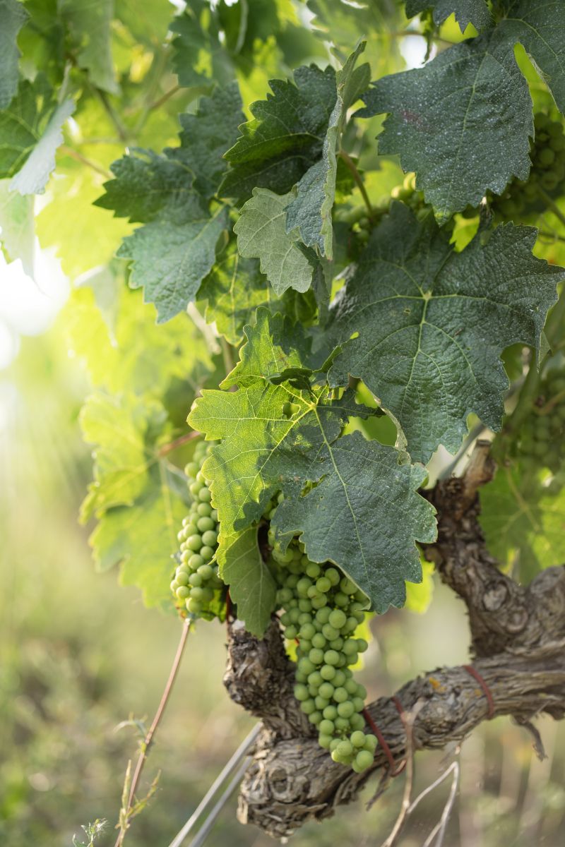 葡萄只长藤不结果的原因：从生长习性到环境影响