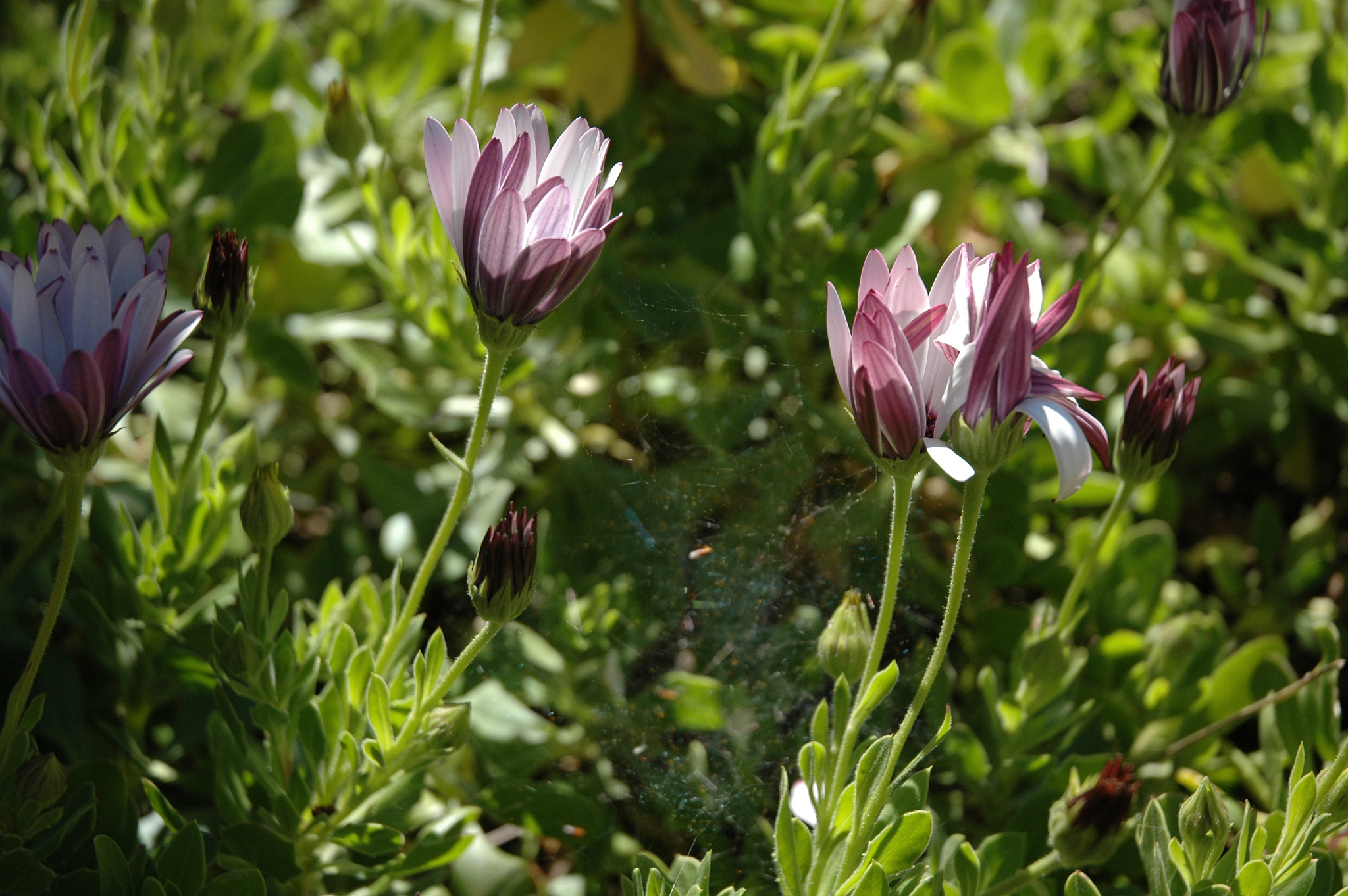 magaritenblüte in spanien