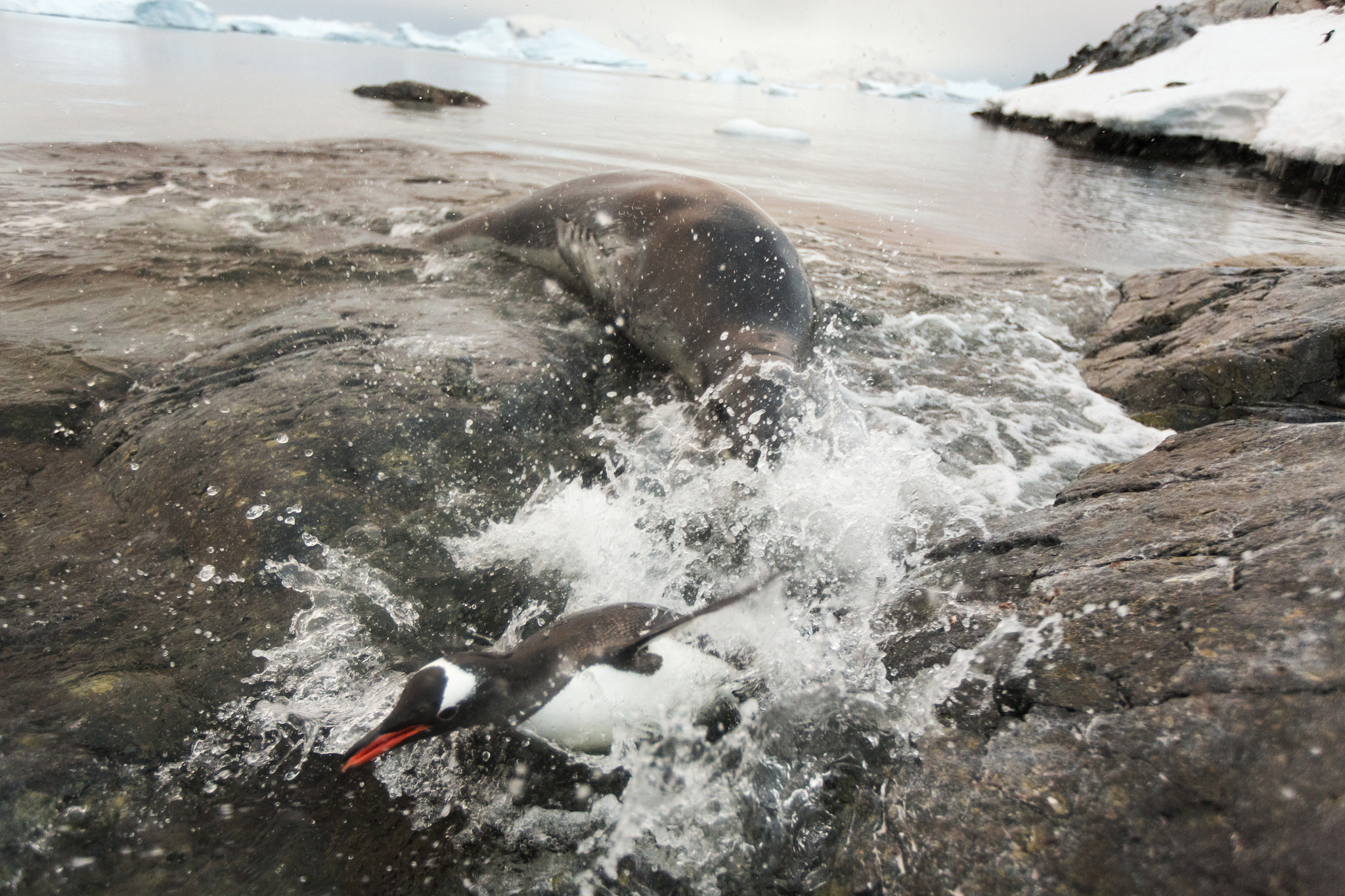 表里的生物是按照什么顺序写的