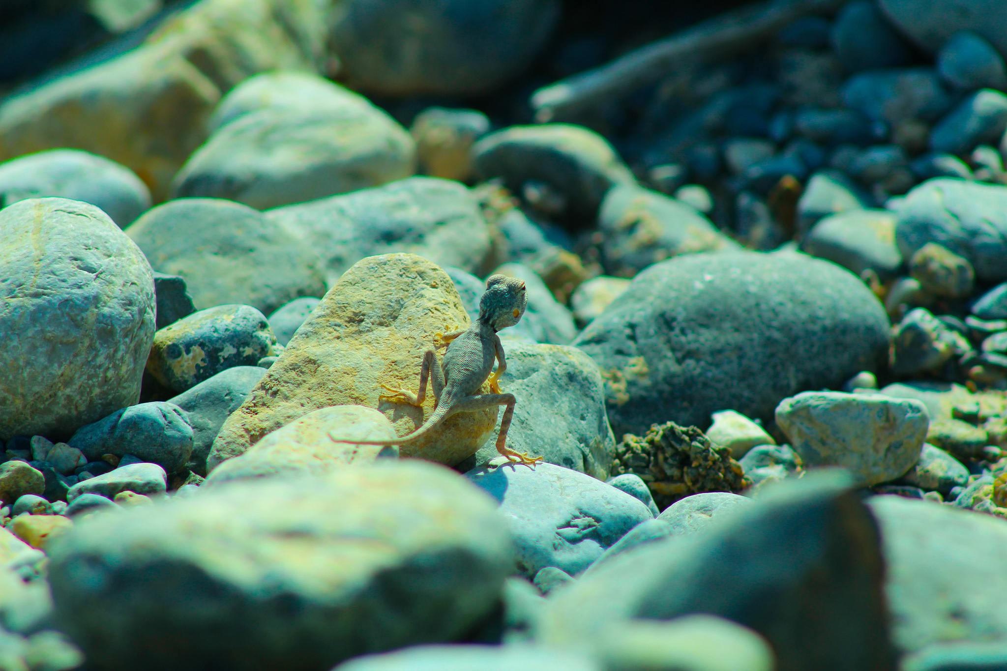 lizard in the rock