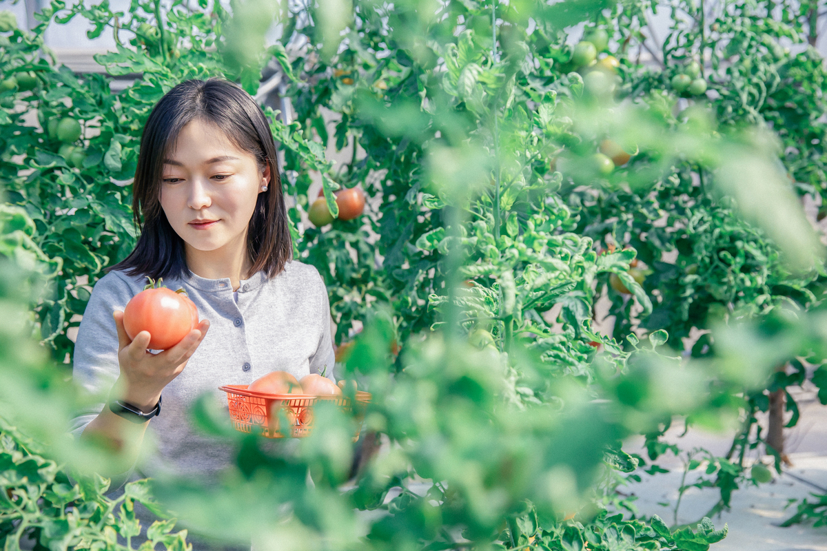 你是一名音乐人准备回家种樱桃树